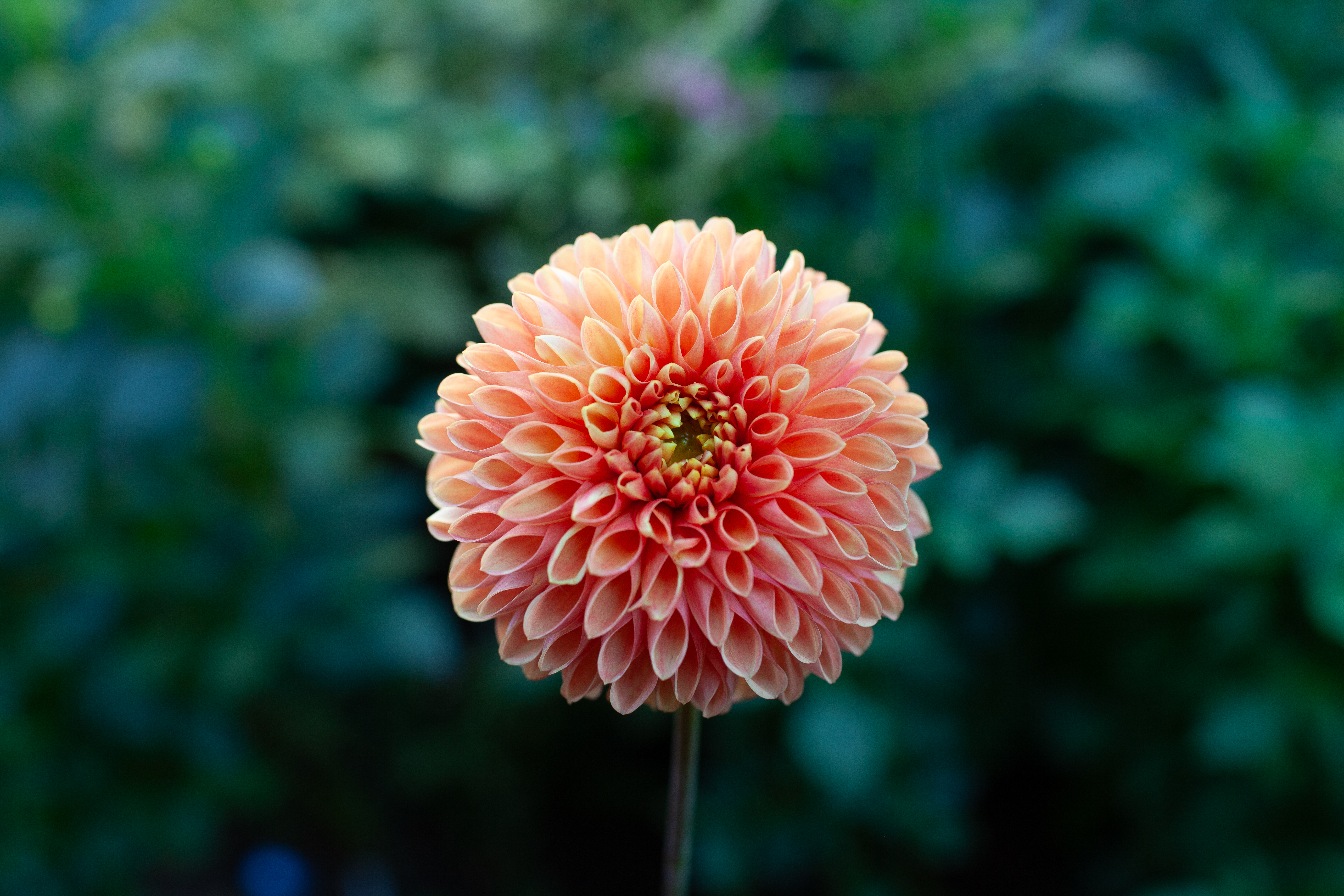 Jowey Linda dahlia