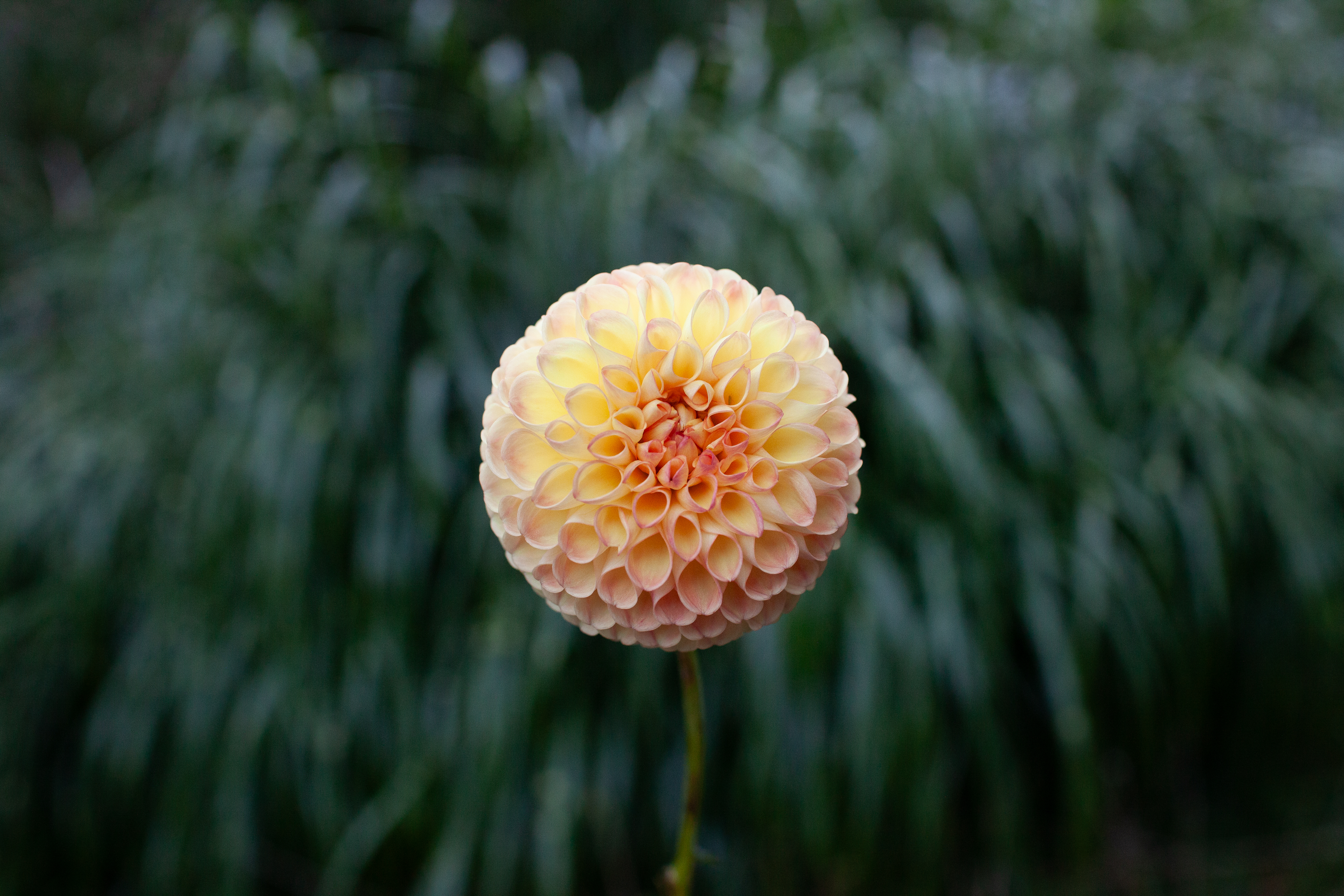 Jowey Nicky dahlia