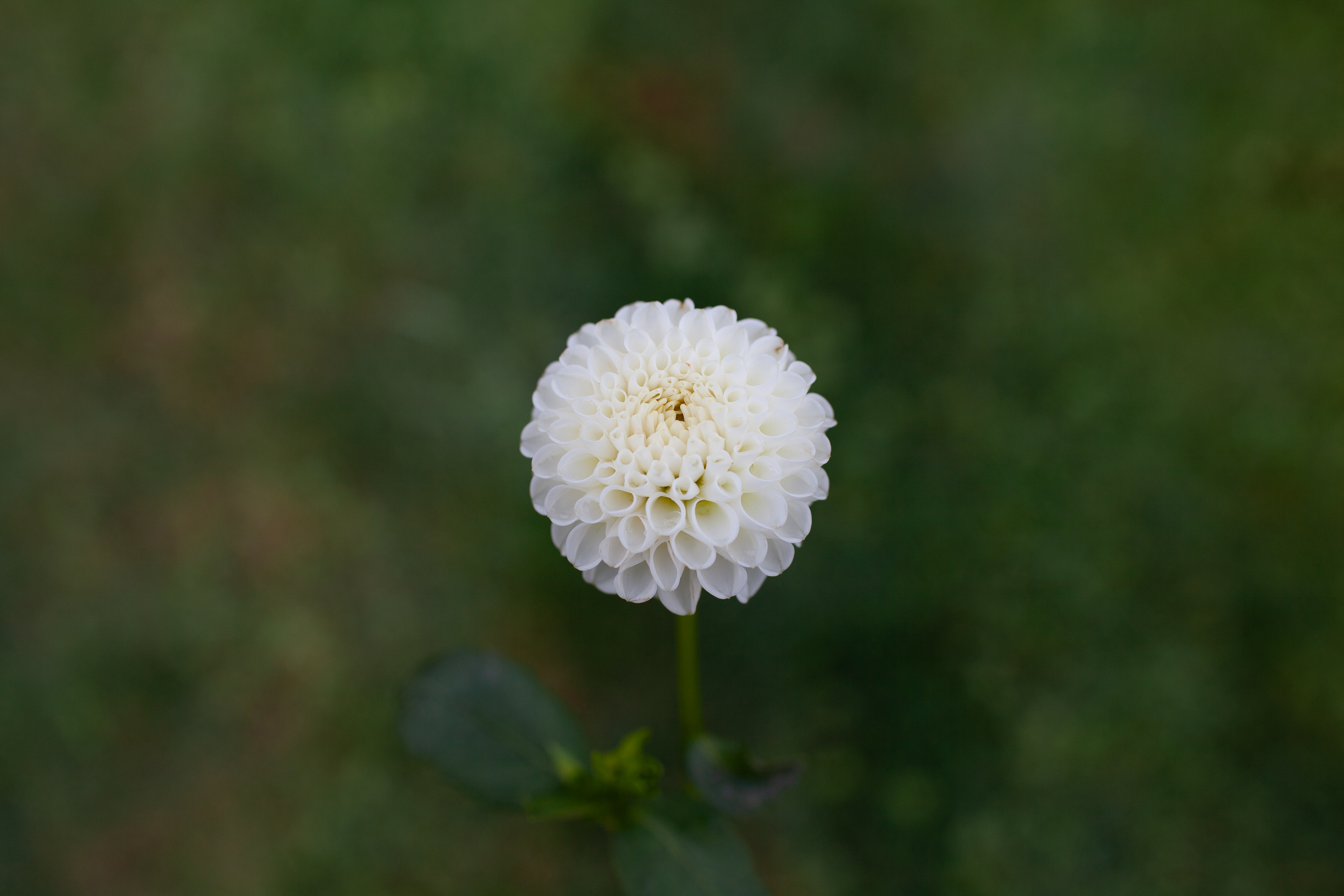 Hollyhill Snowdrop dahlia