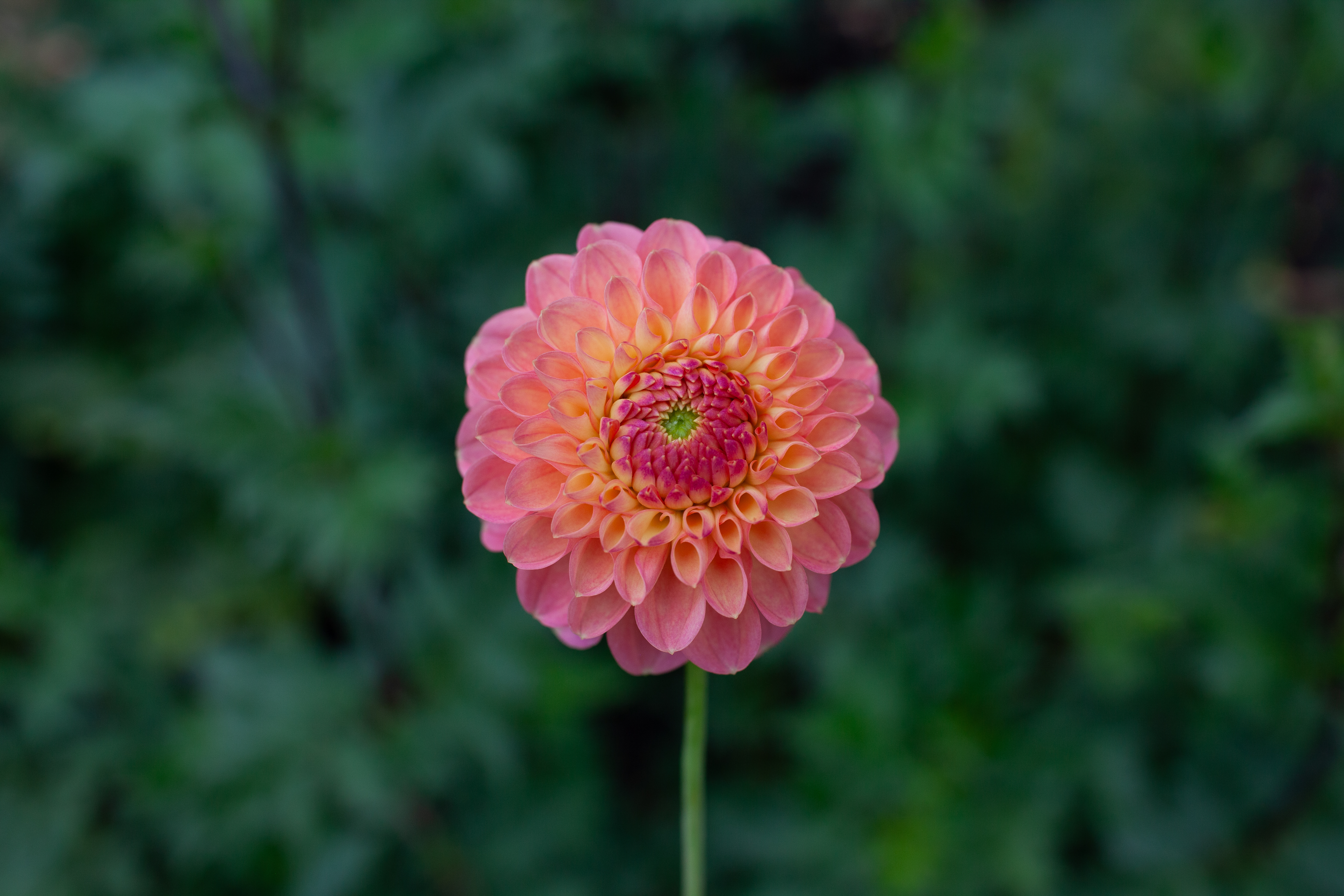 Jowey Paula dahlia