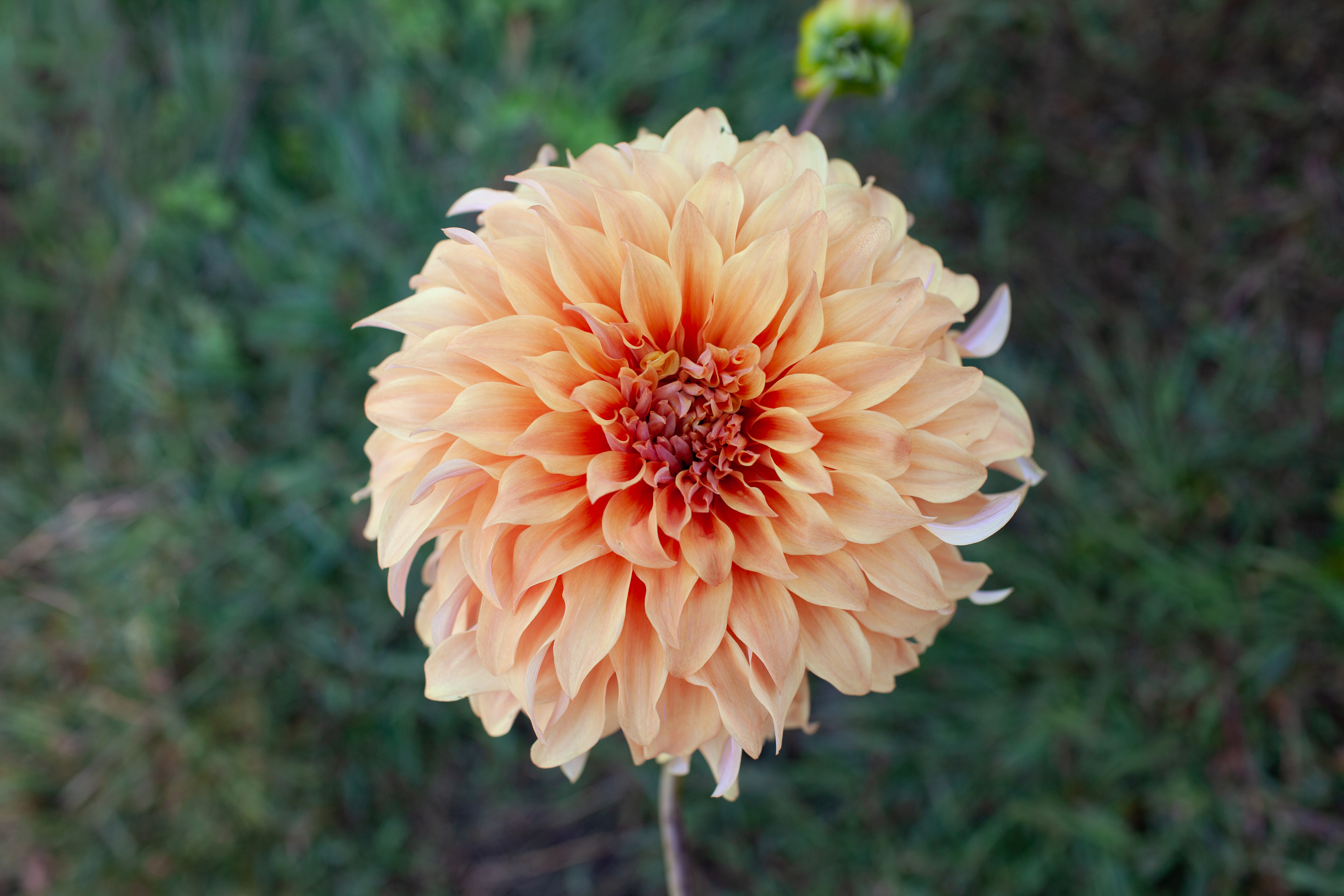 JS Jenny dahlia