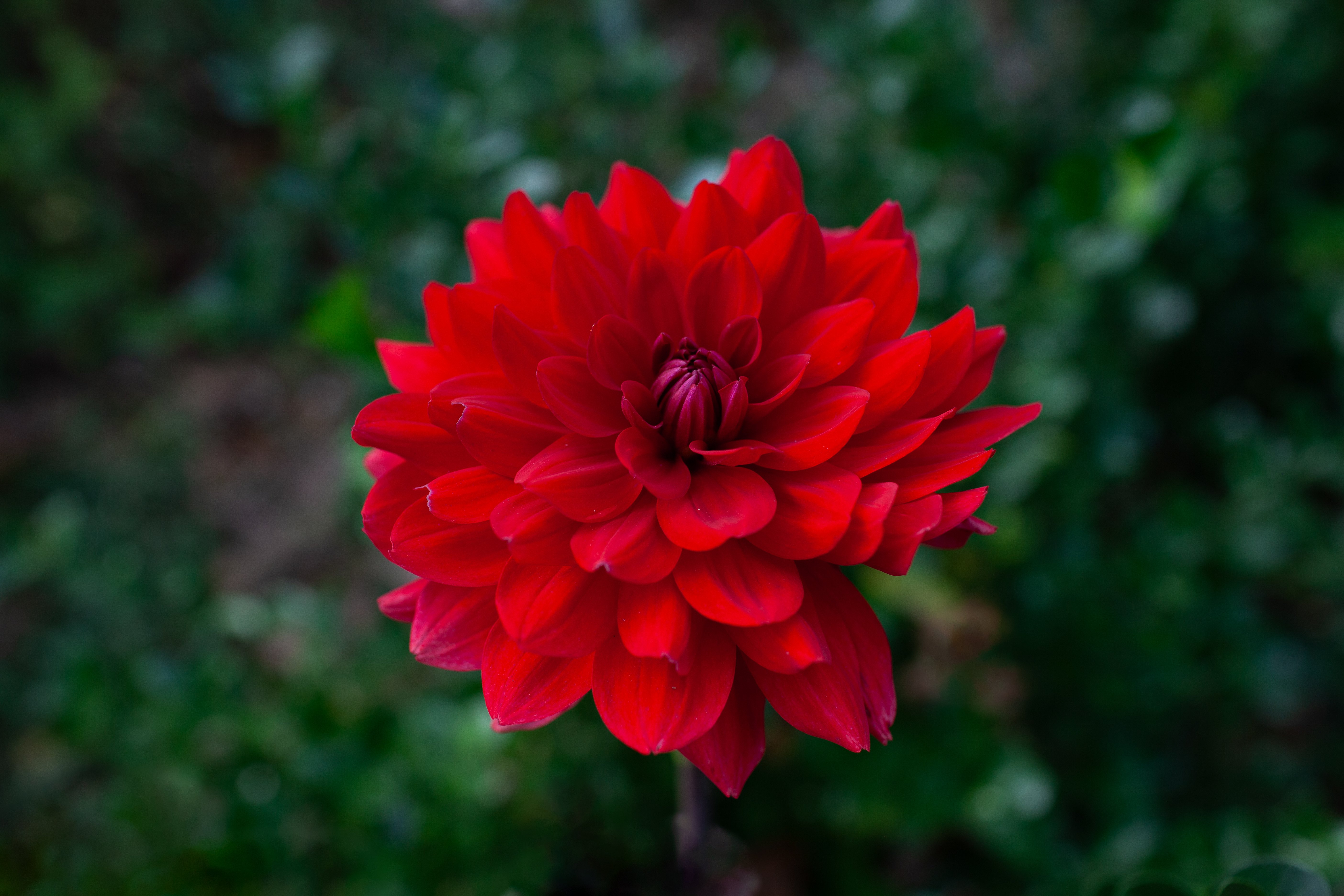Karma Amora dahlia