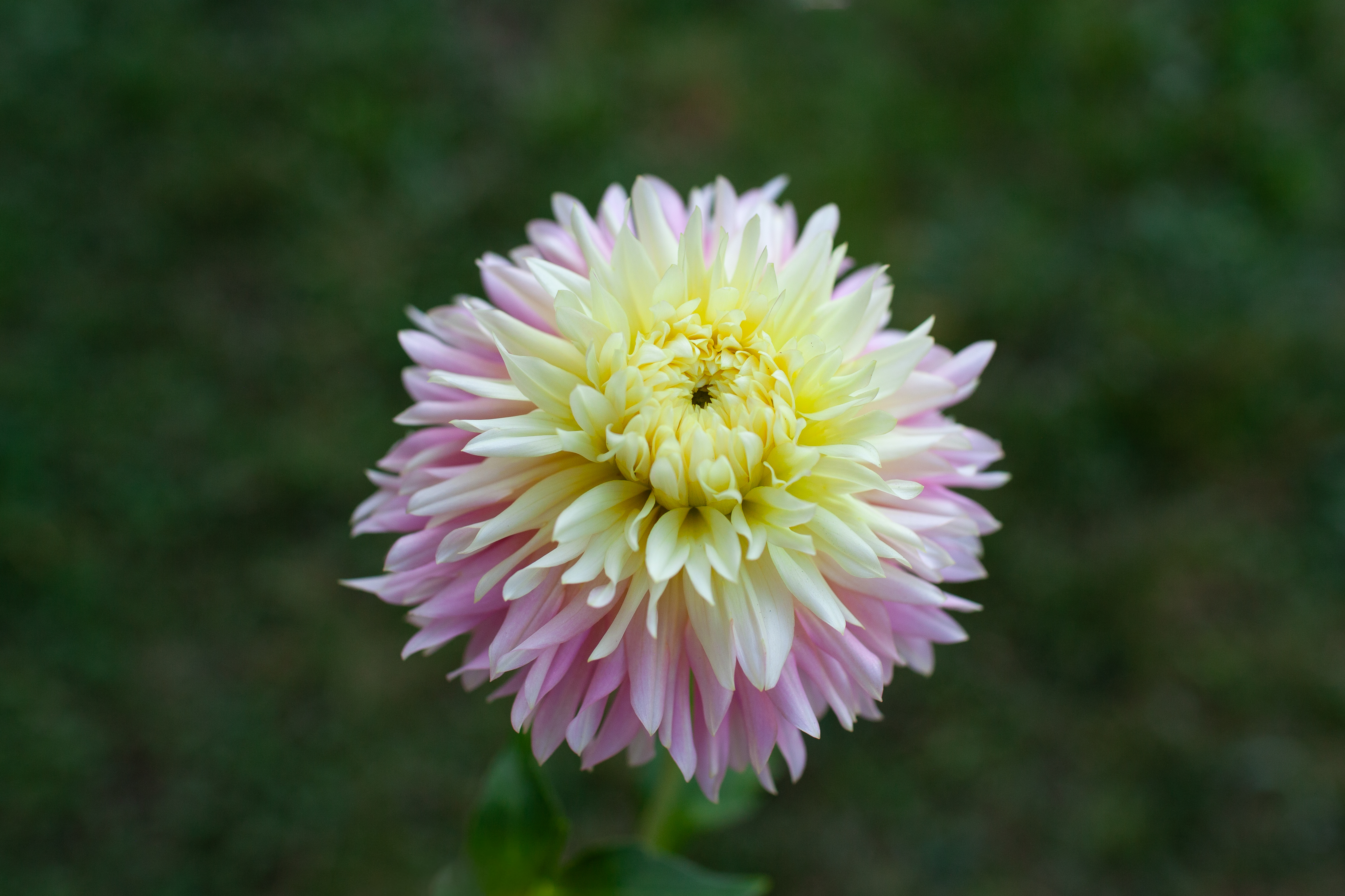 Just Married dahlia