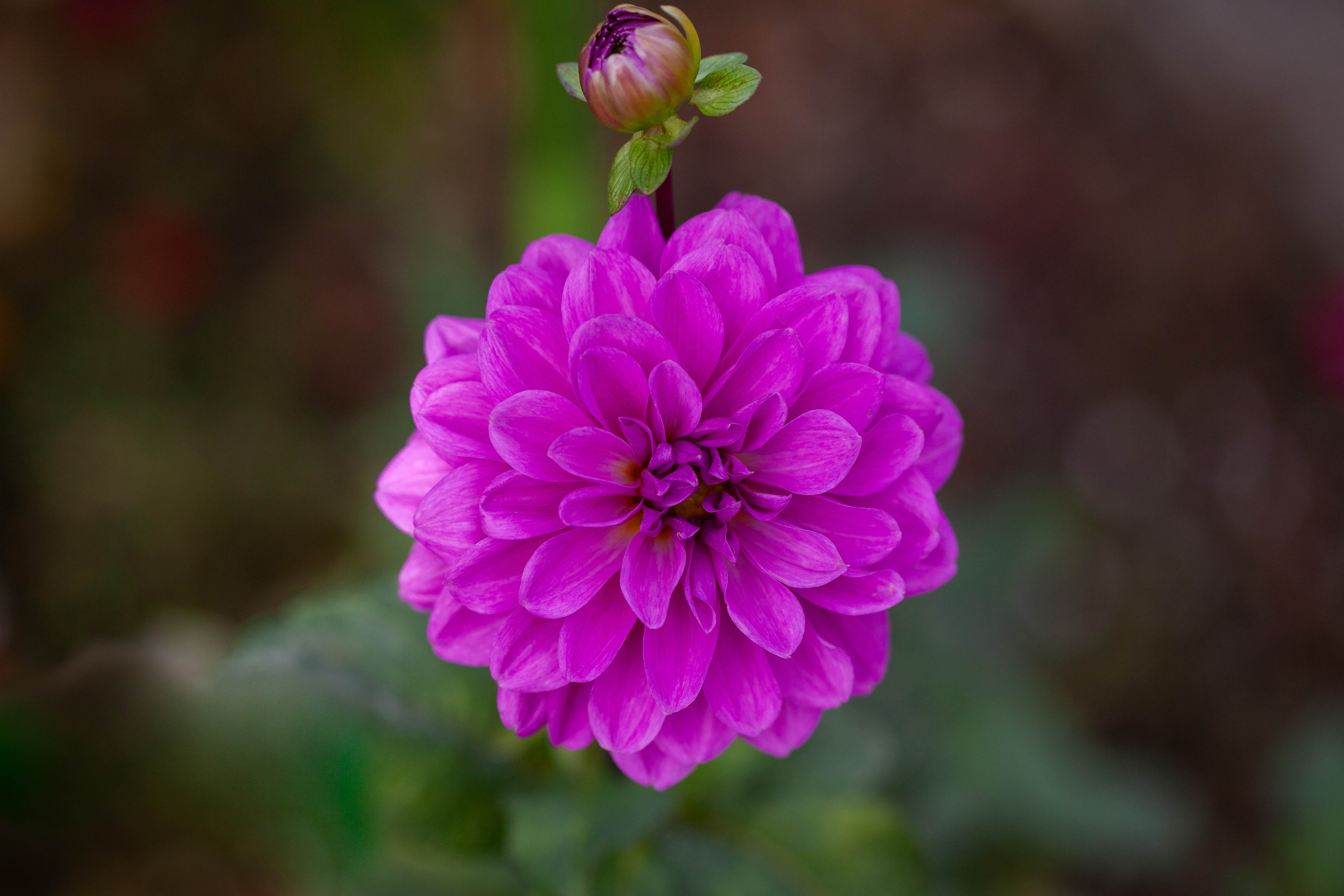 Kari Blue dahlia
