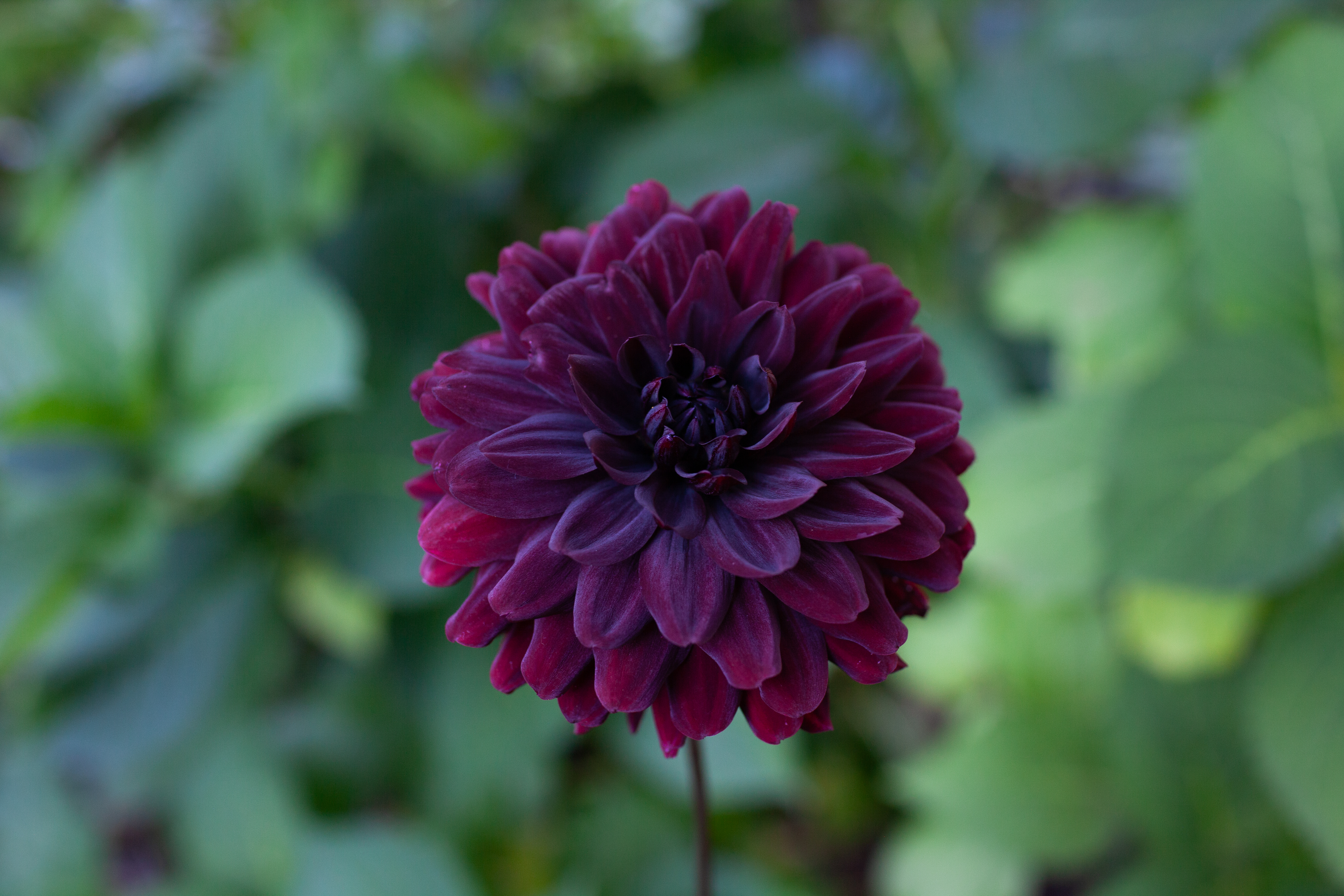 Karma Choc dahlia