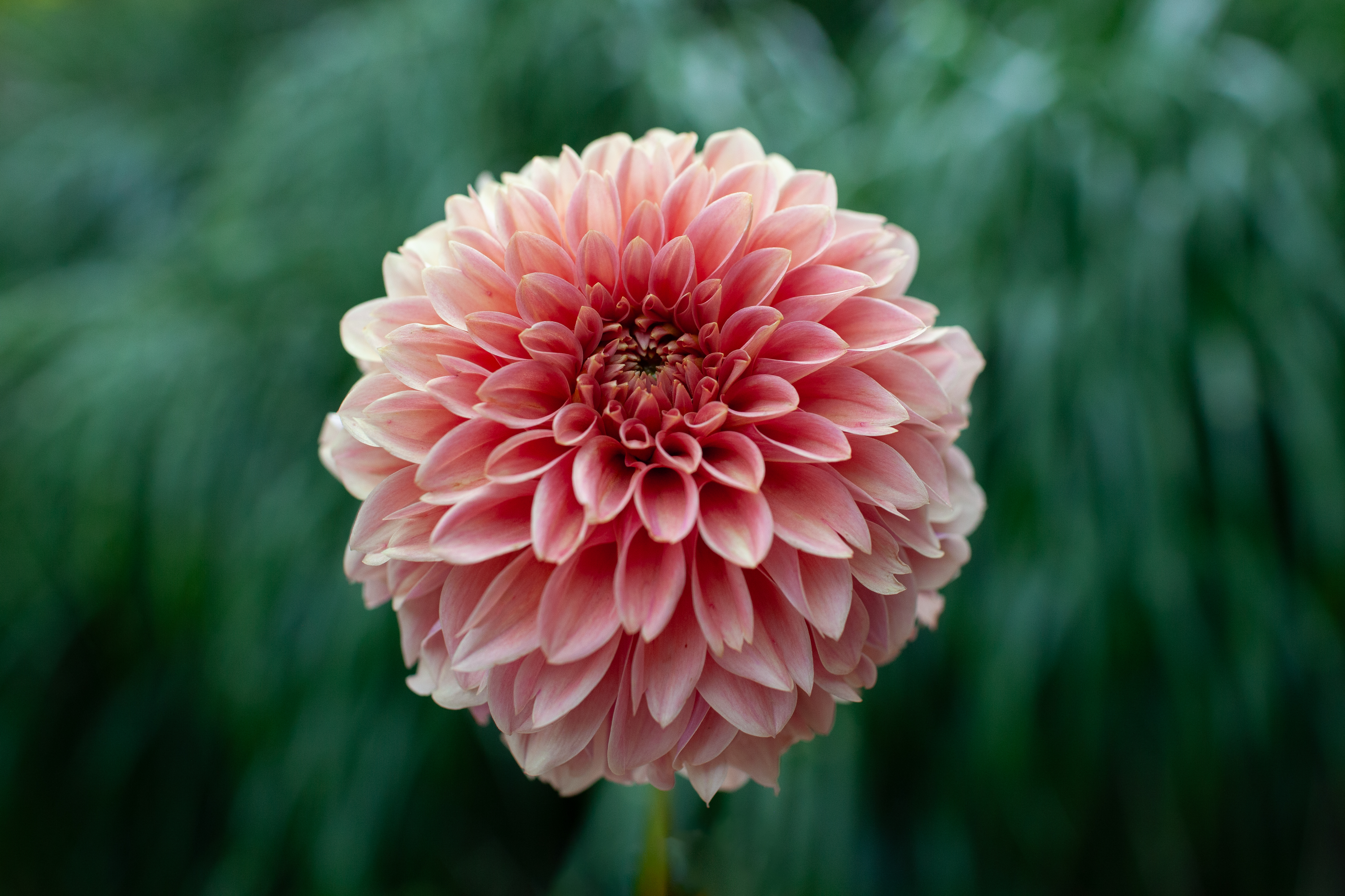 KA's Apricot Jam dahlia