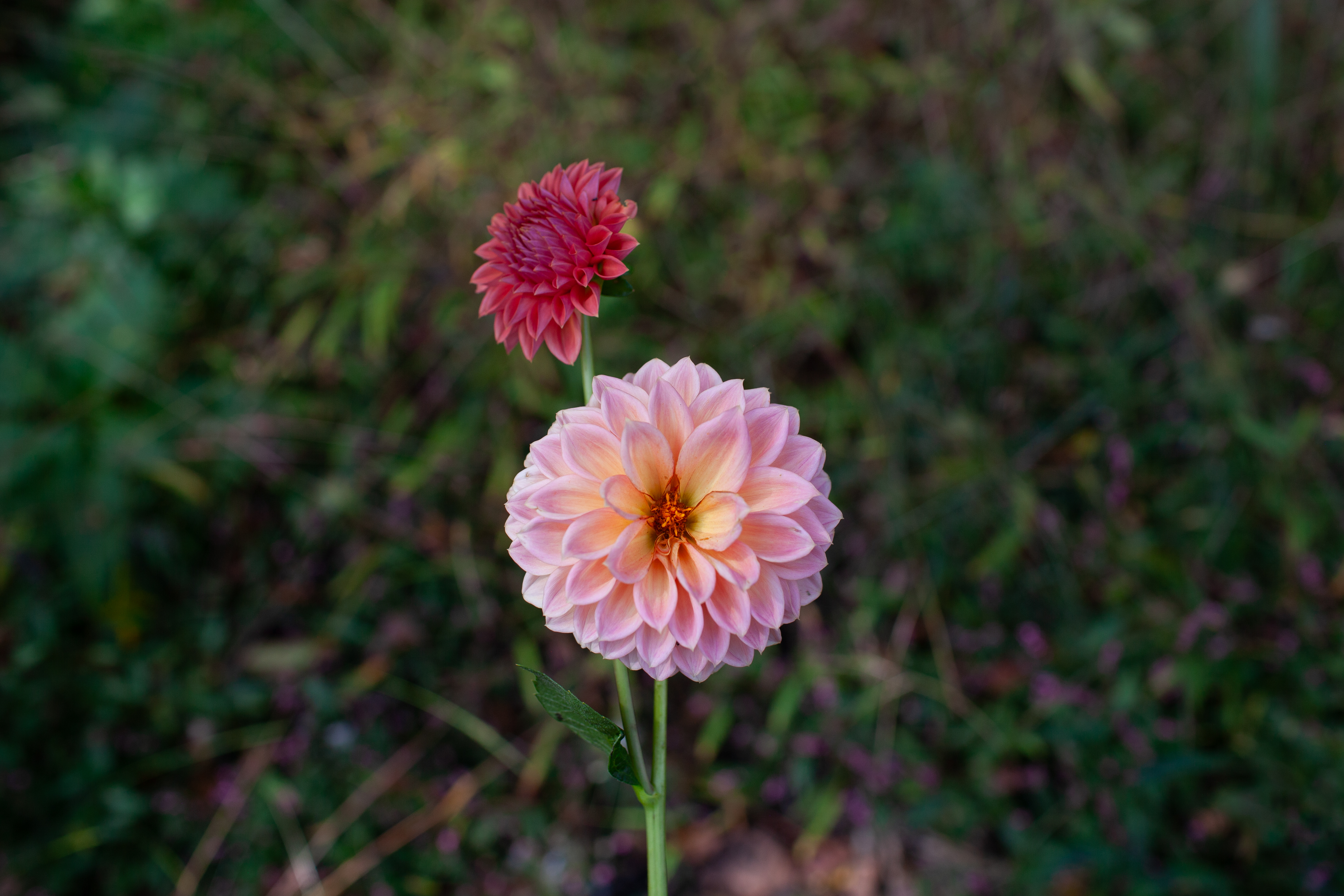 KA's Blood Orange dahlia