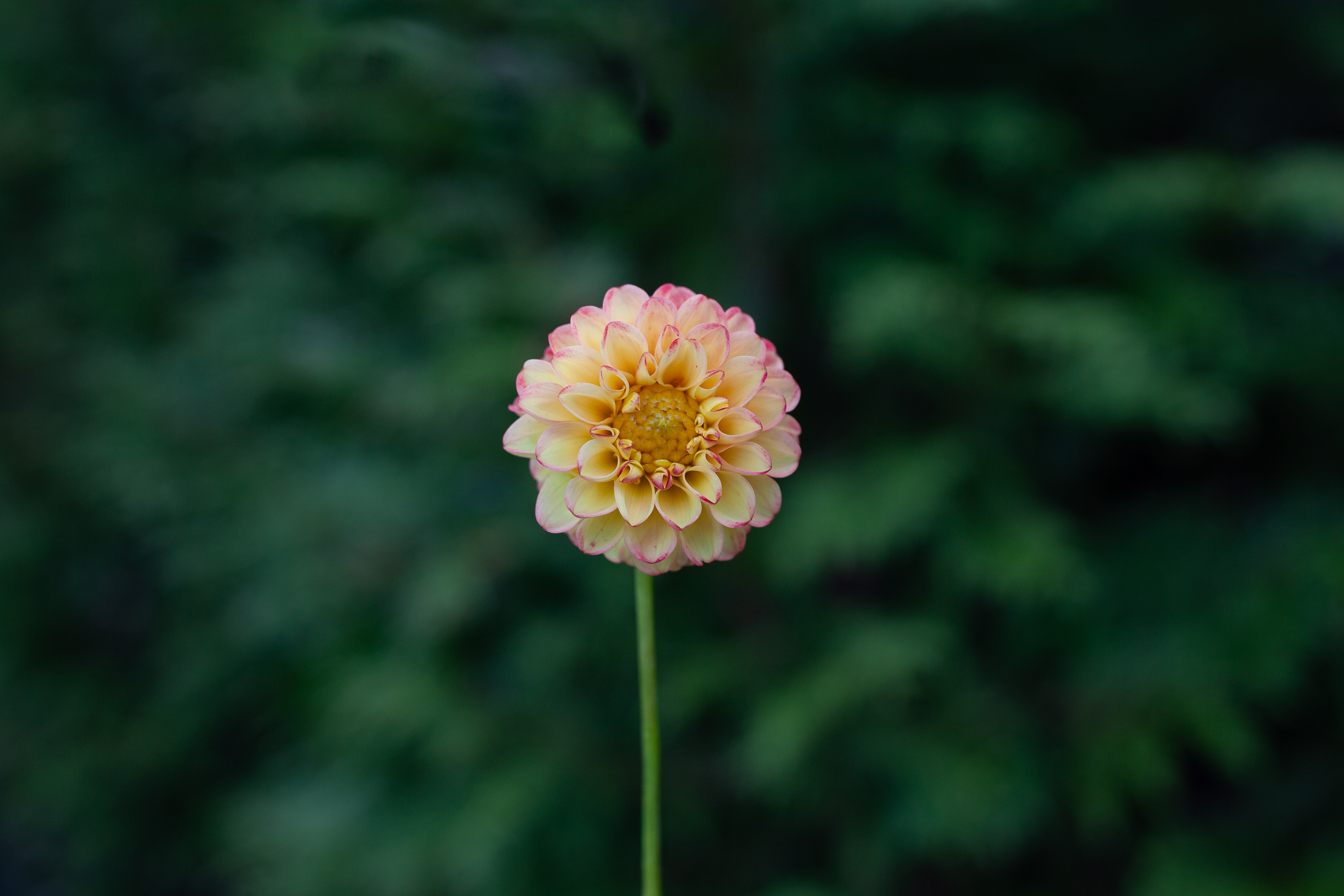 Kasasagi dahlia