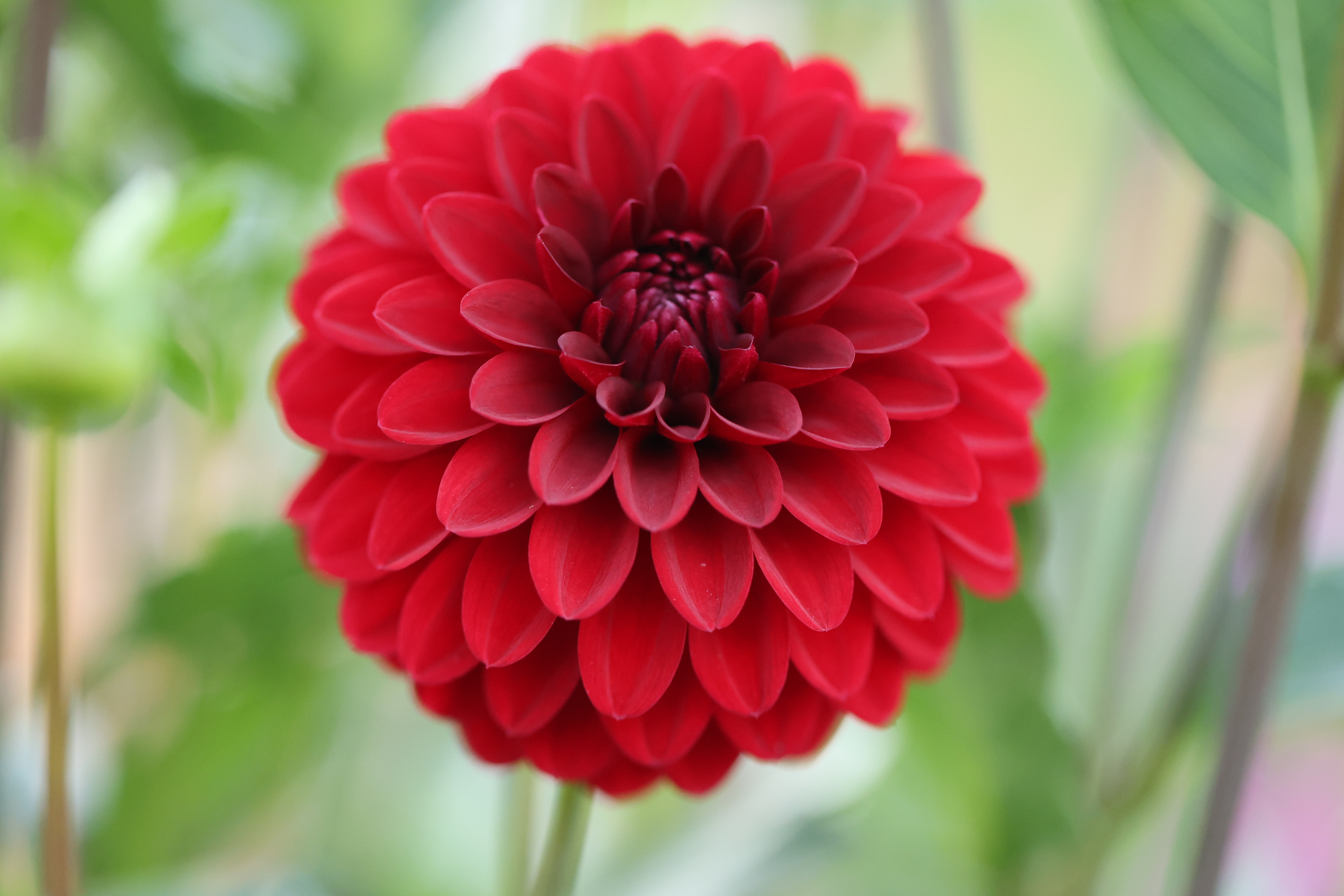 KA's Cardinal dahlia