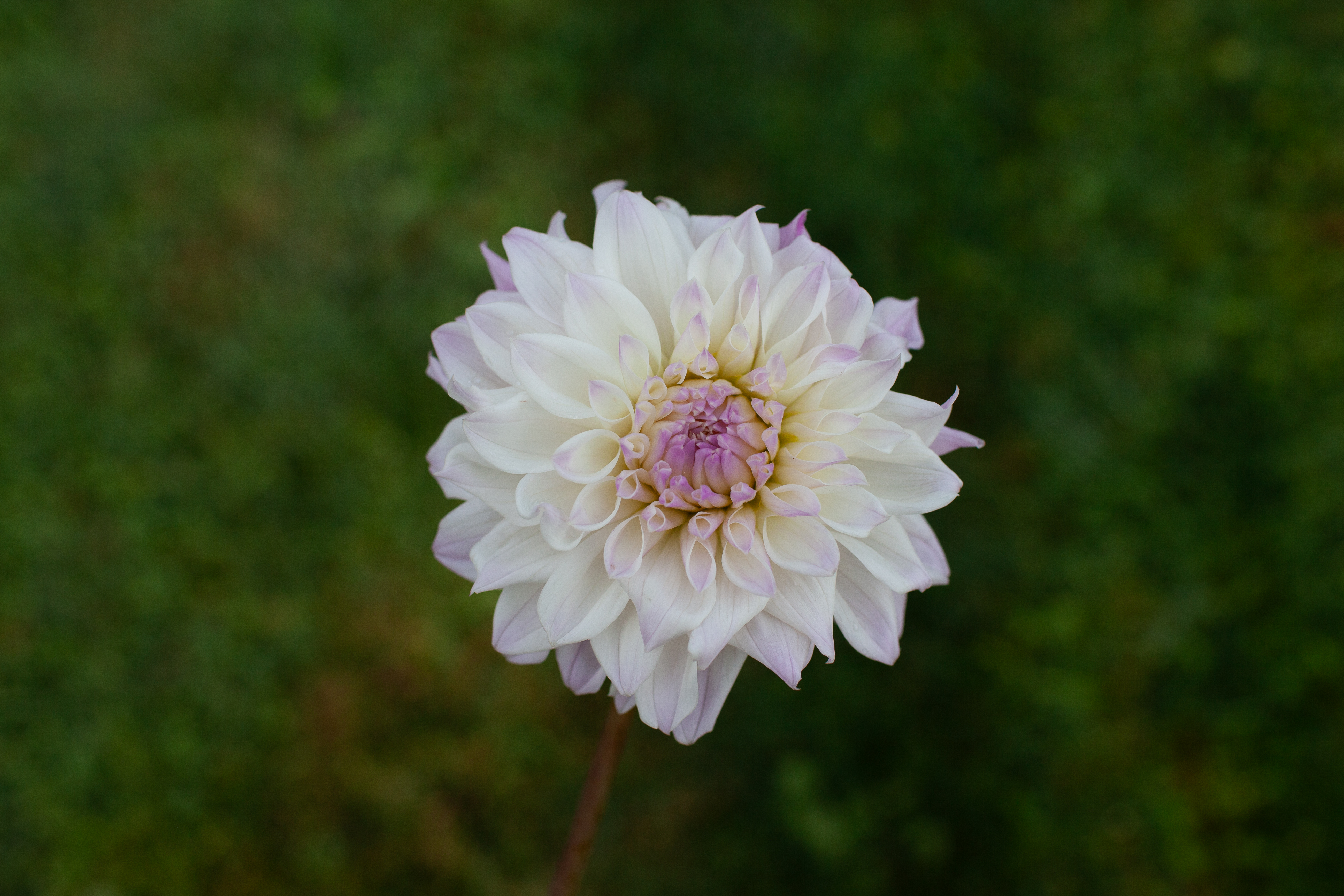 KA's Chiffon dahlia