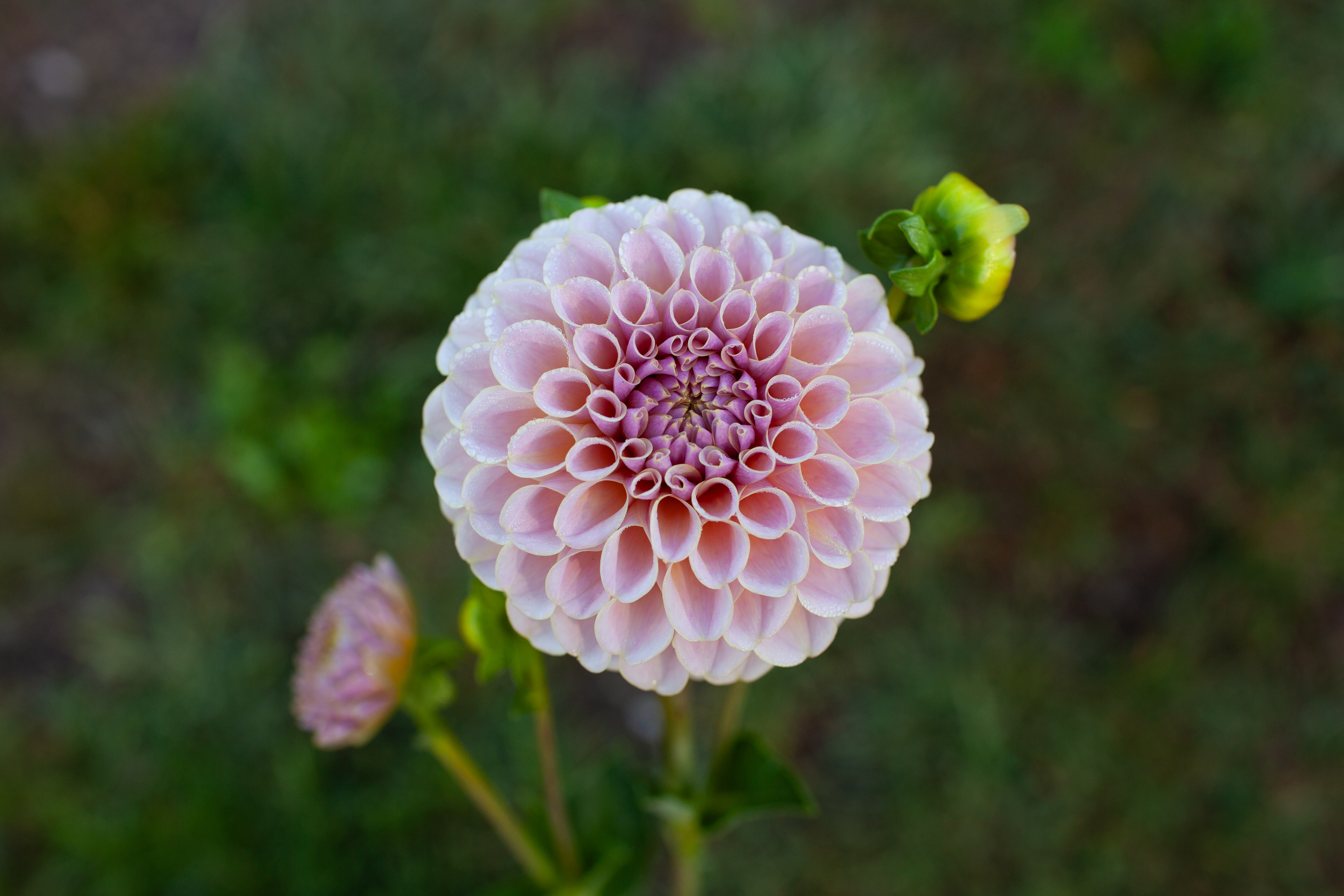 KA's Cinder Rose dahlia
