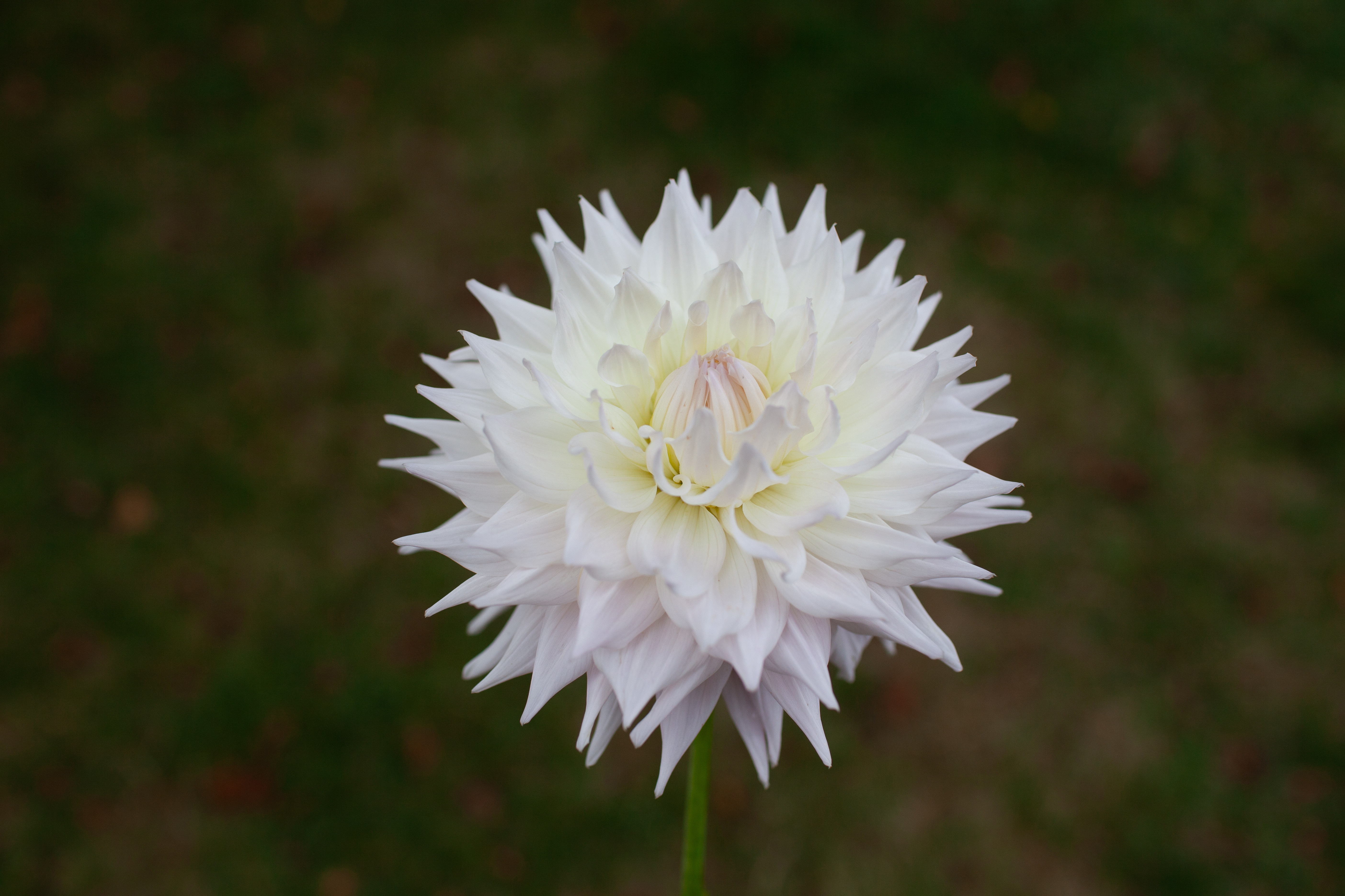 KA's Cloud dahlia