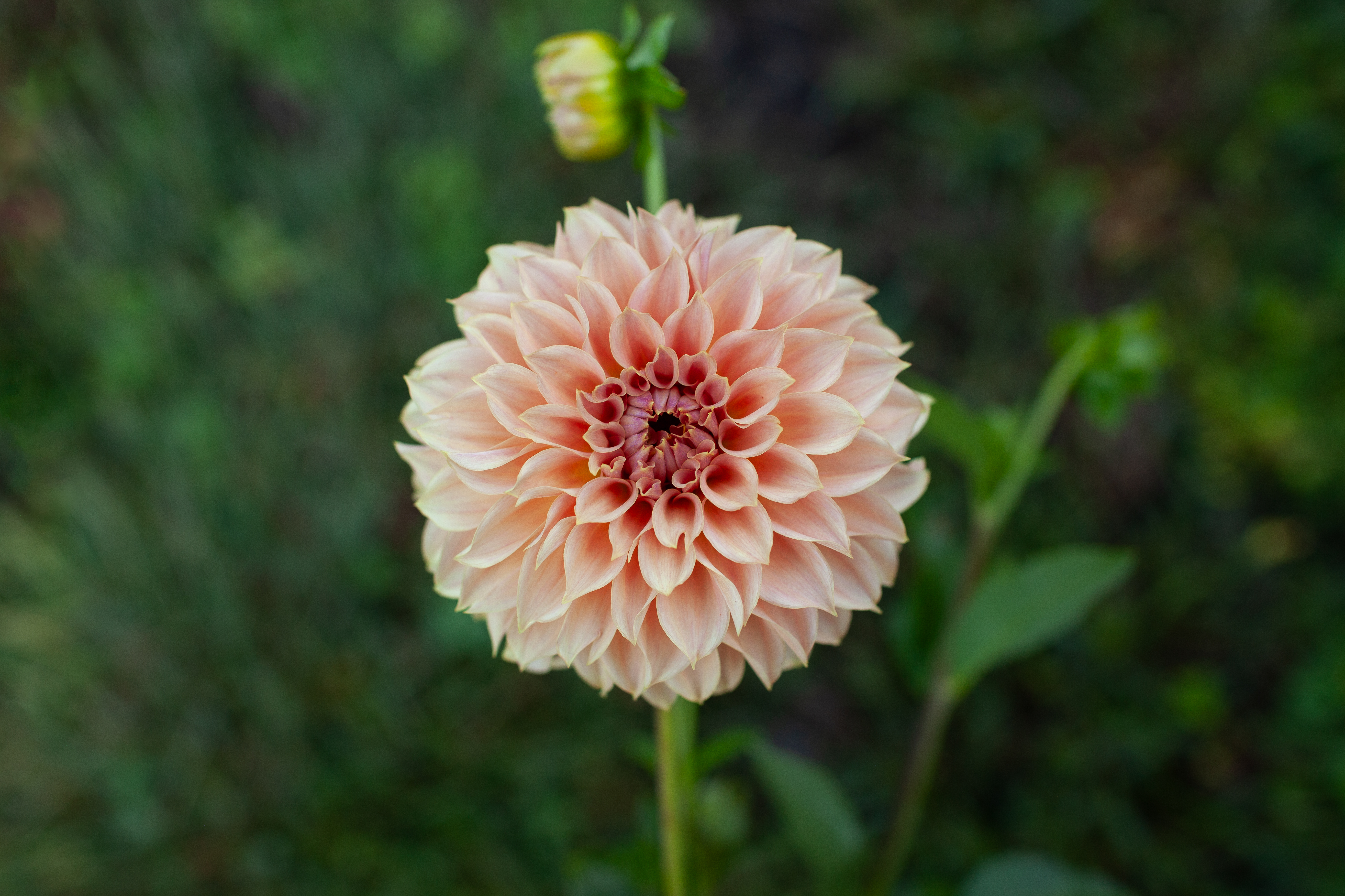 KA's Coral Sea dahlia