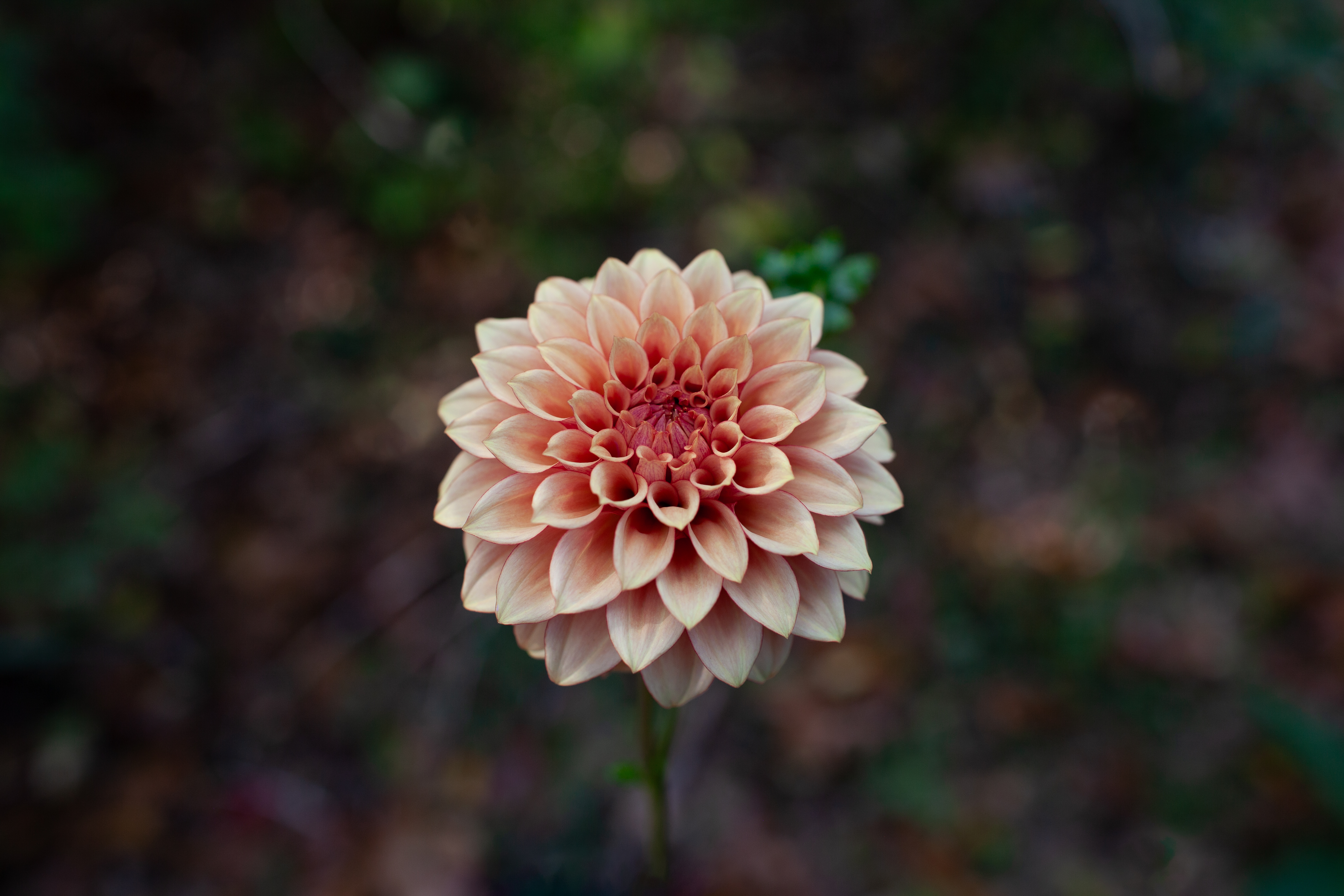 KA's Creme Brulee dahlia