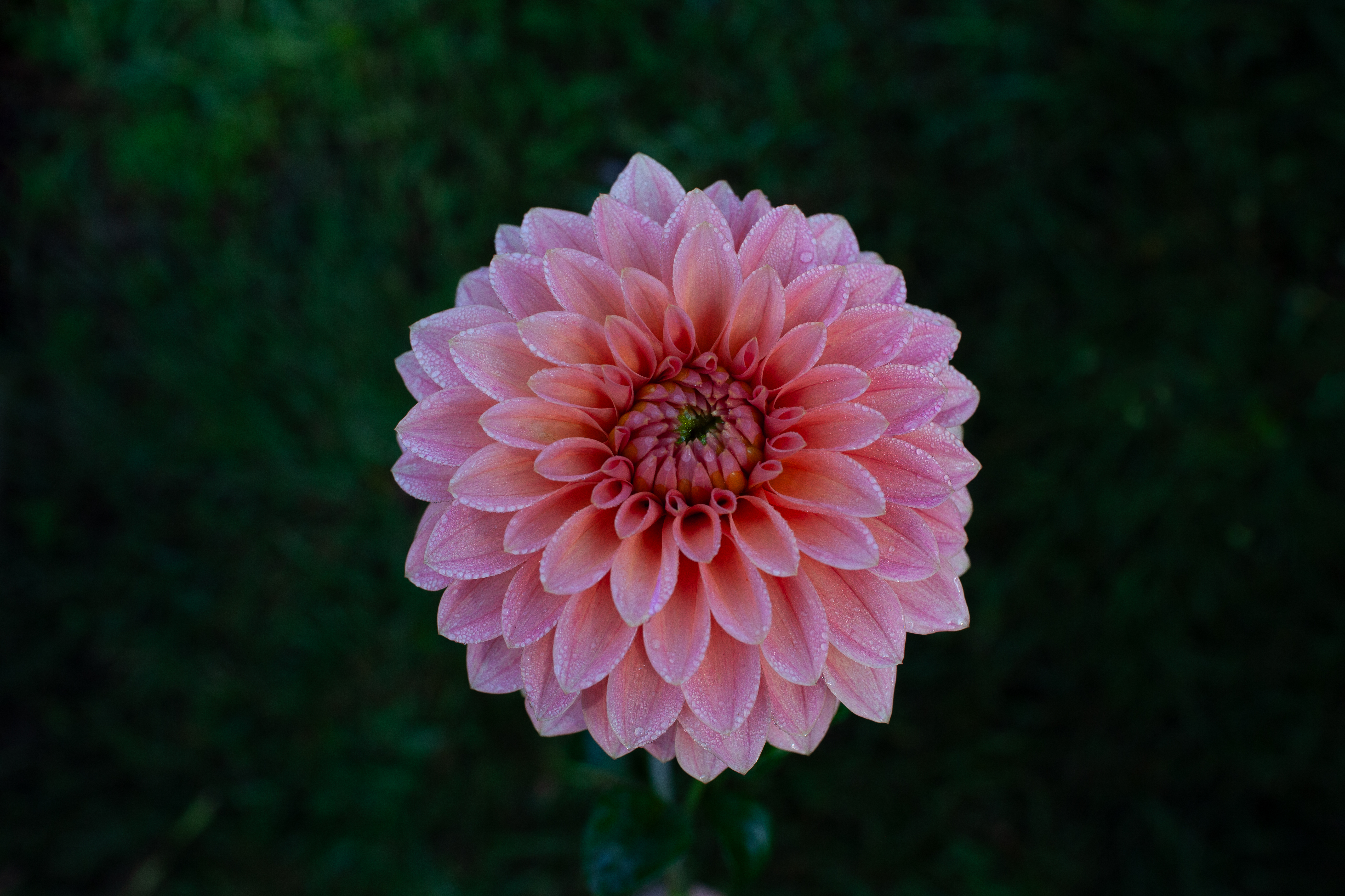 KA's Guava dahlia
