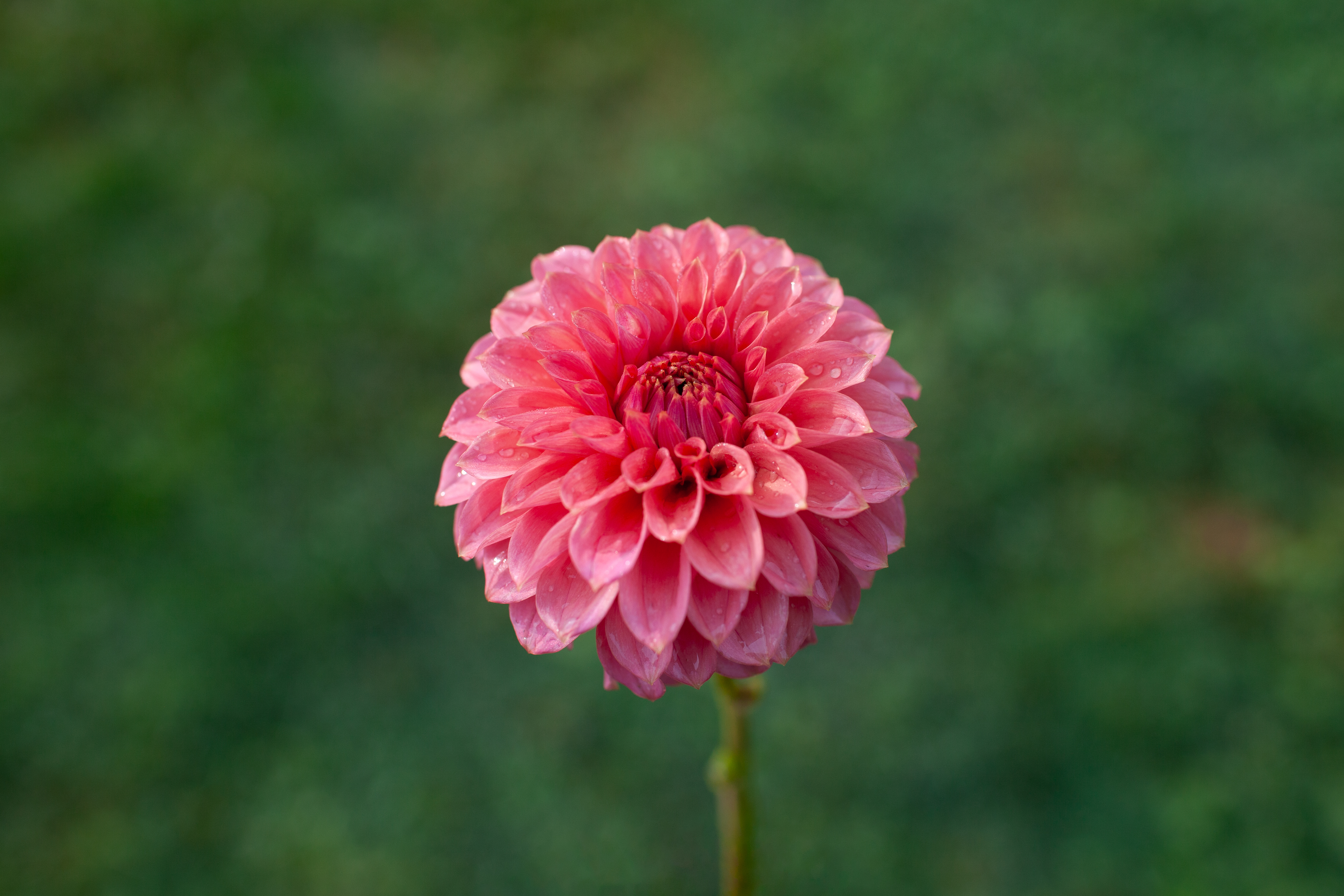 KA's Keltie Rose dahlia