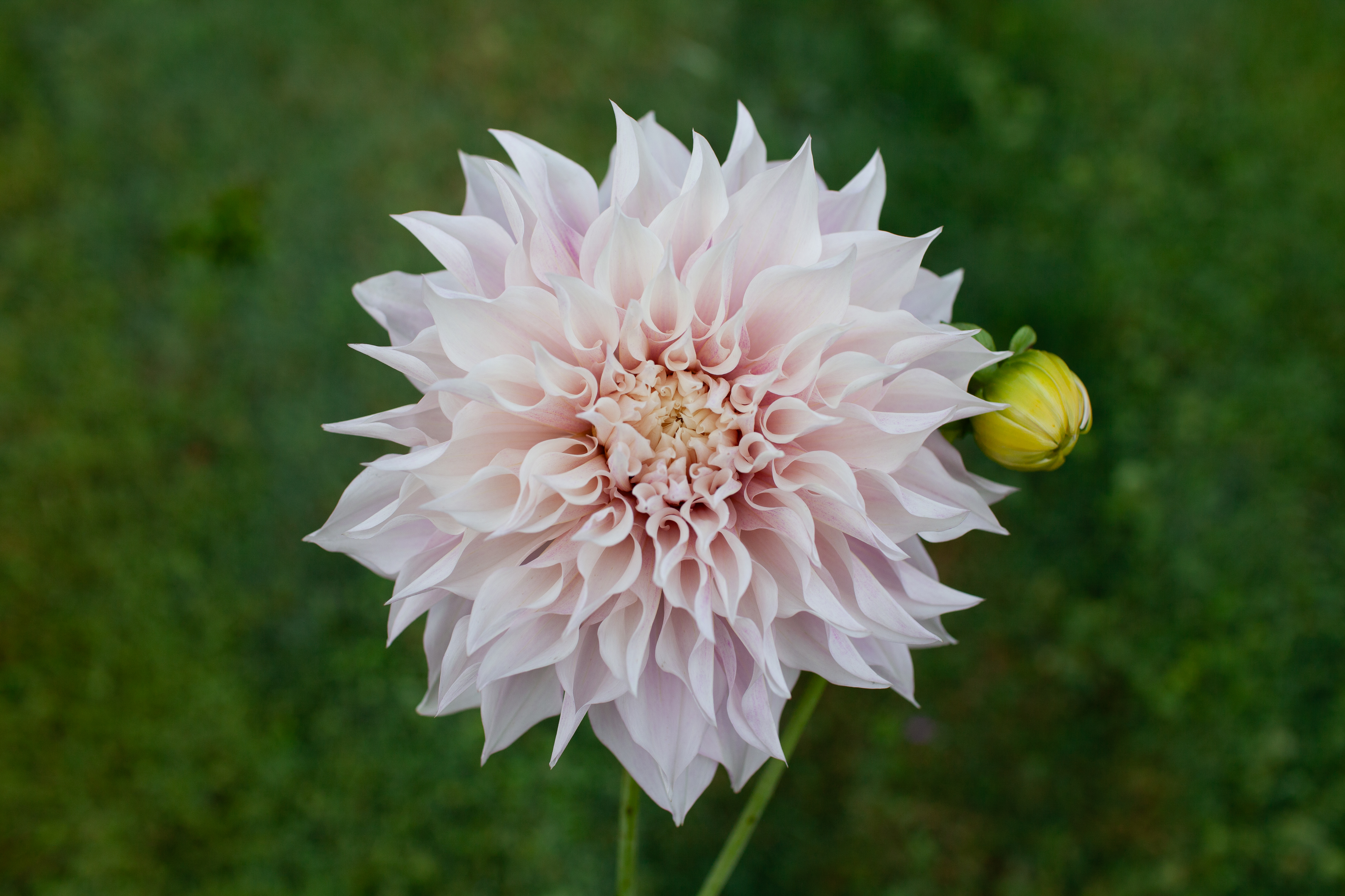 KA's Lavender Blush dahlia