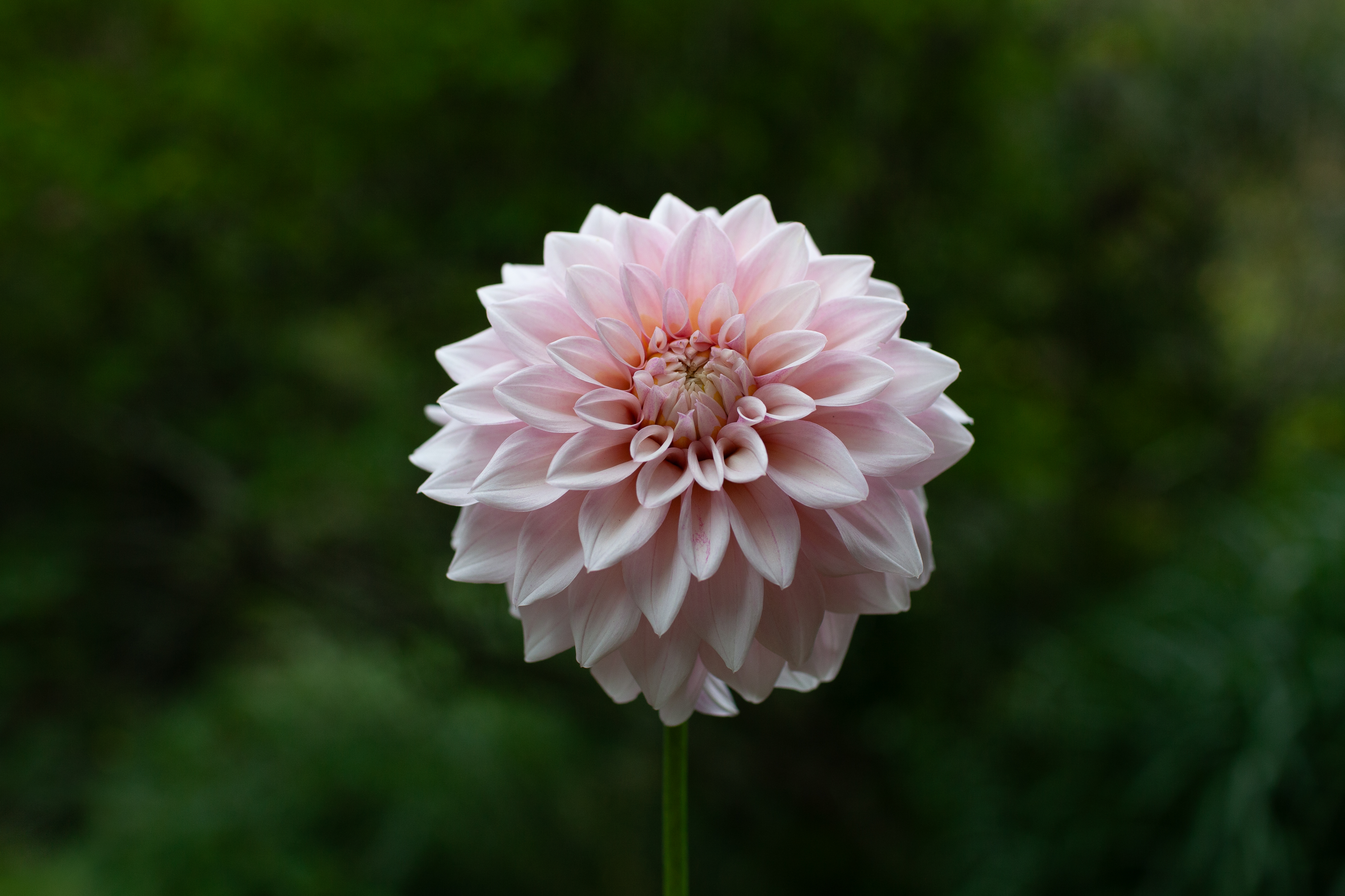 KA's Mocha Jake dahlia