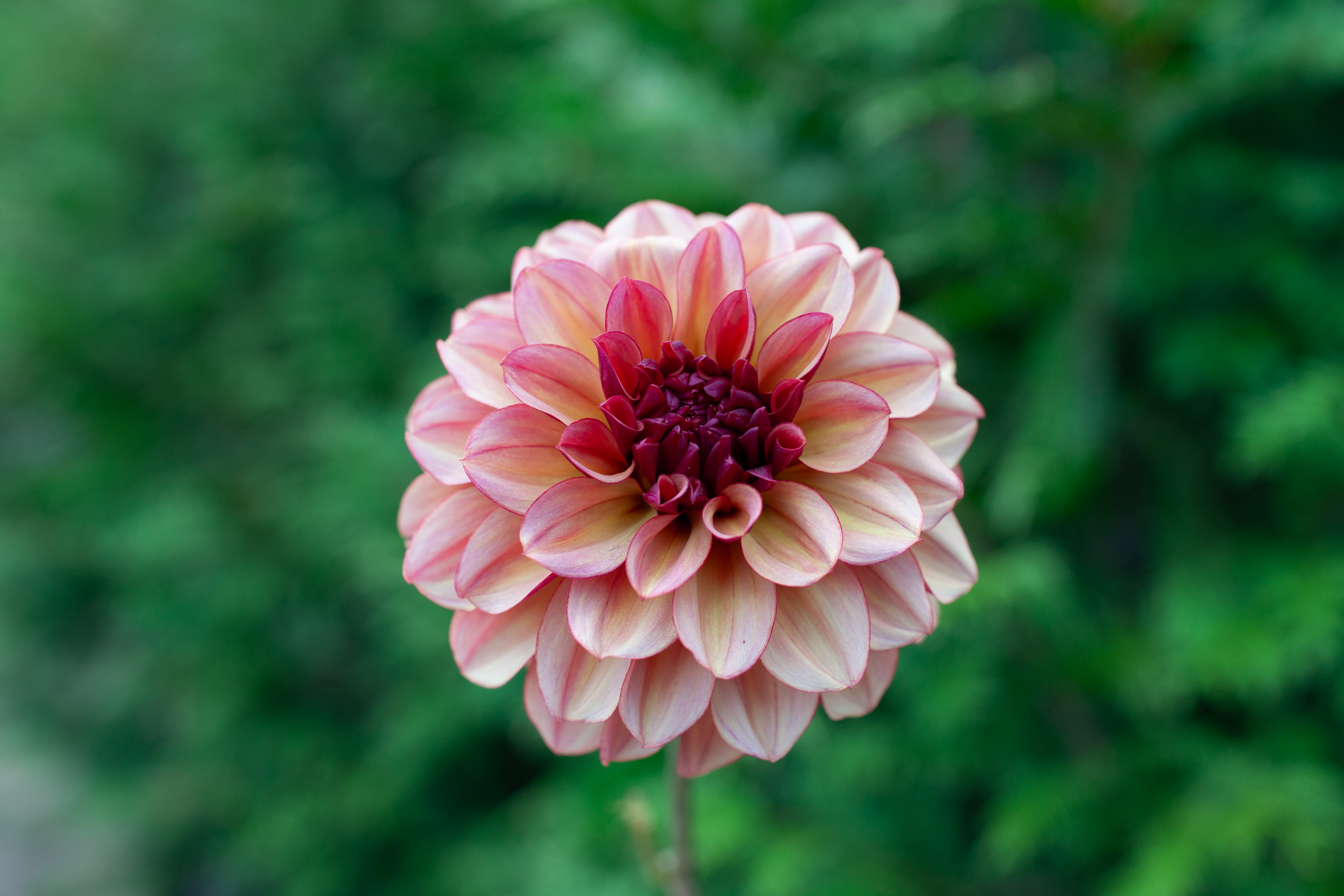KA's Mocha Katie dahlia