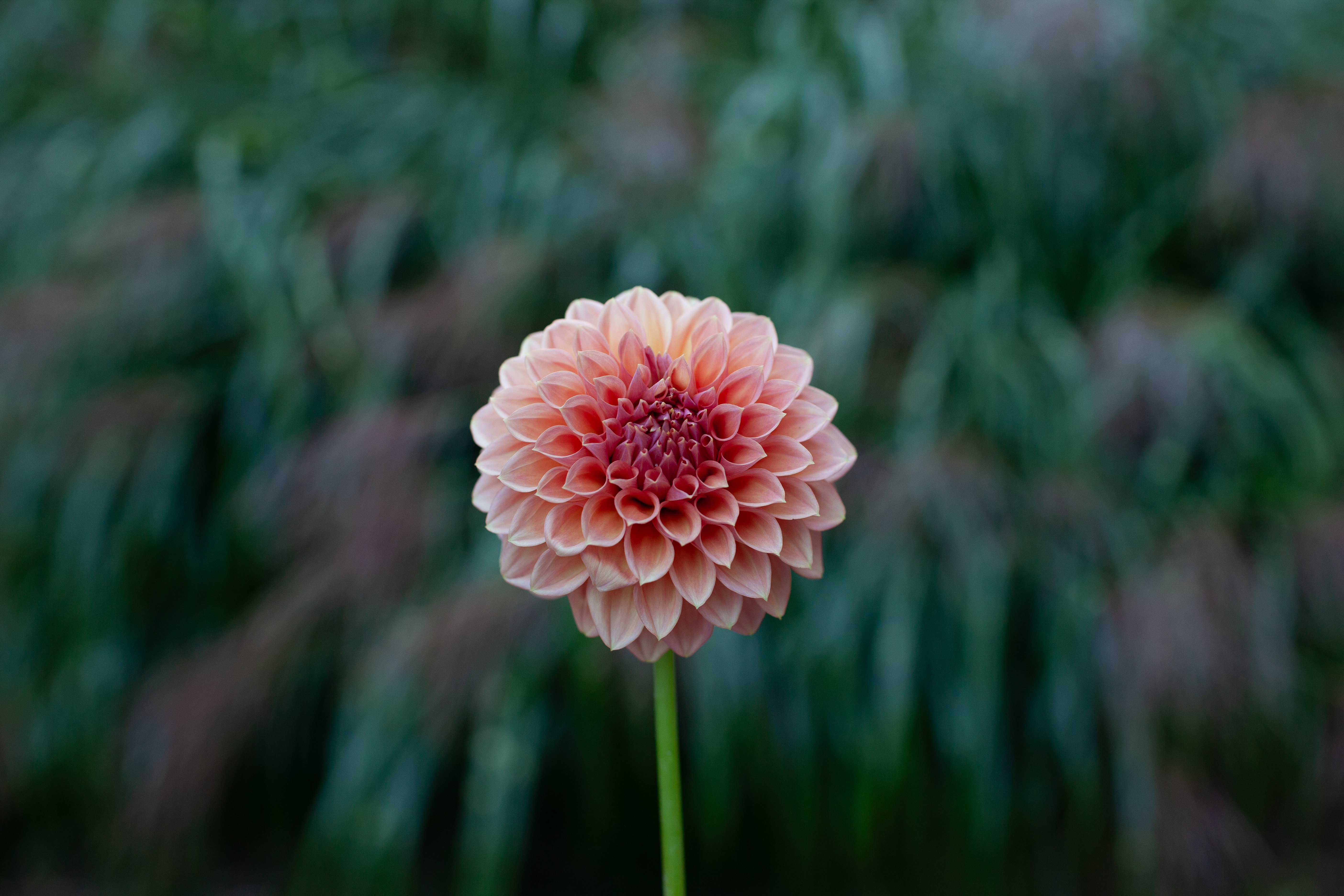 KA's Peachy dahlia