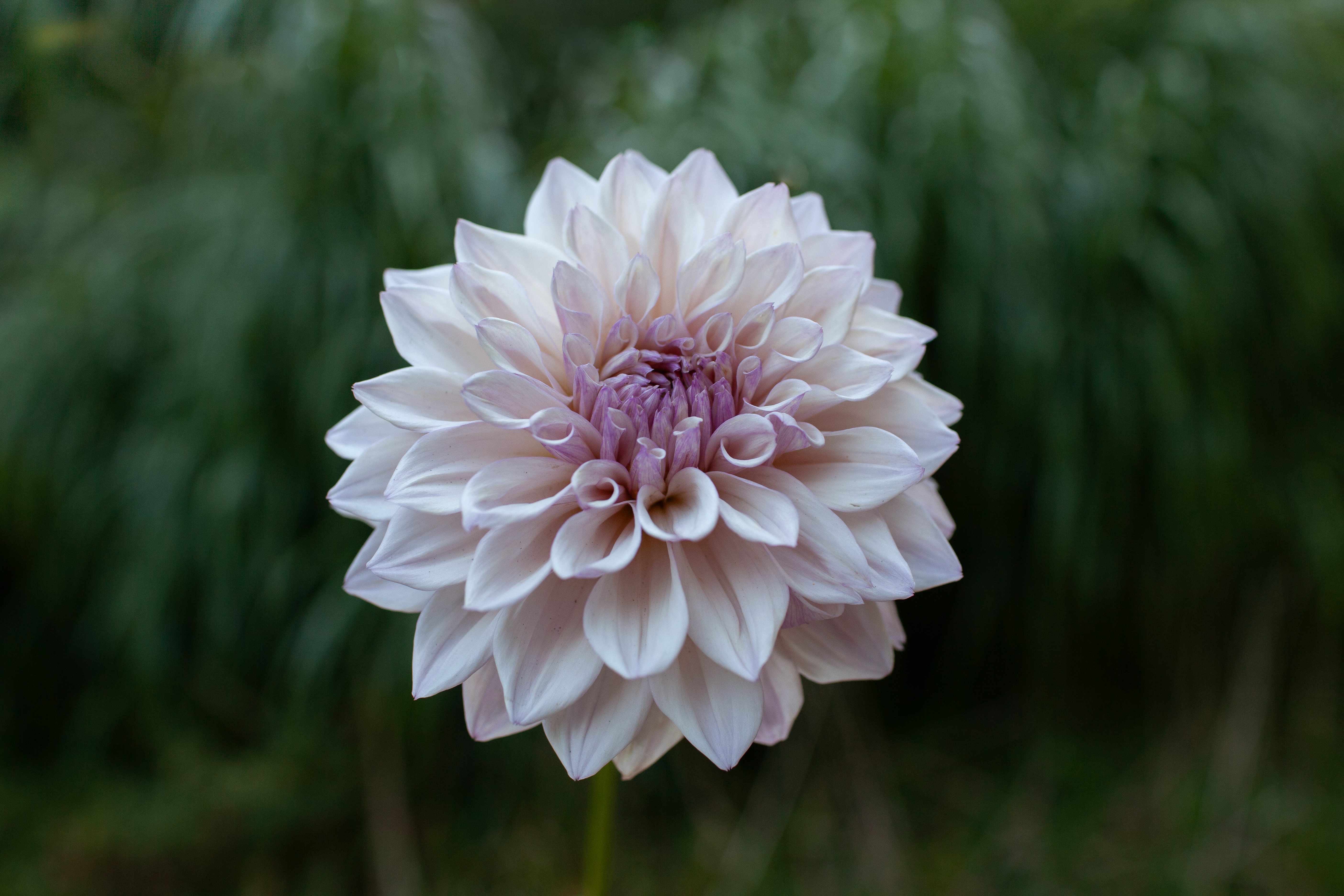 KA's Pearl dahlia