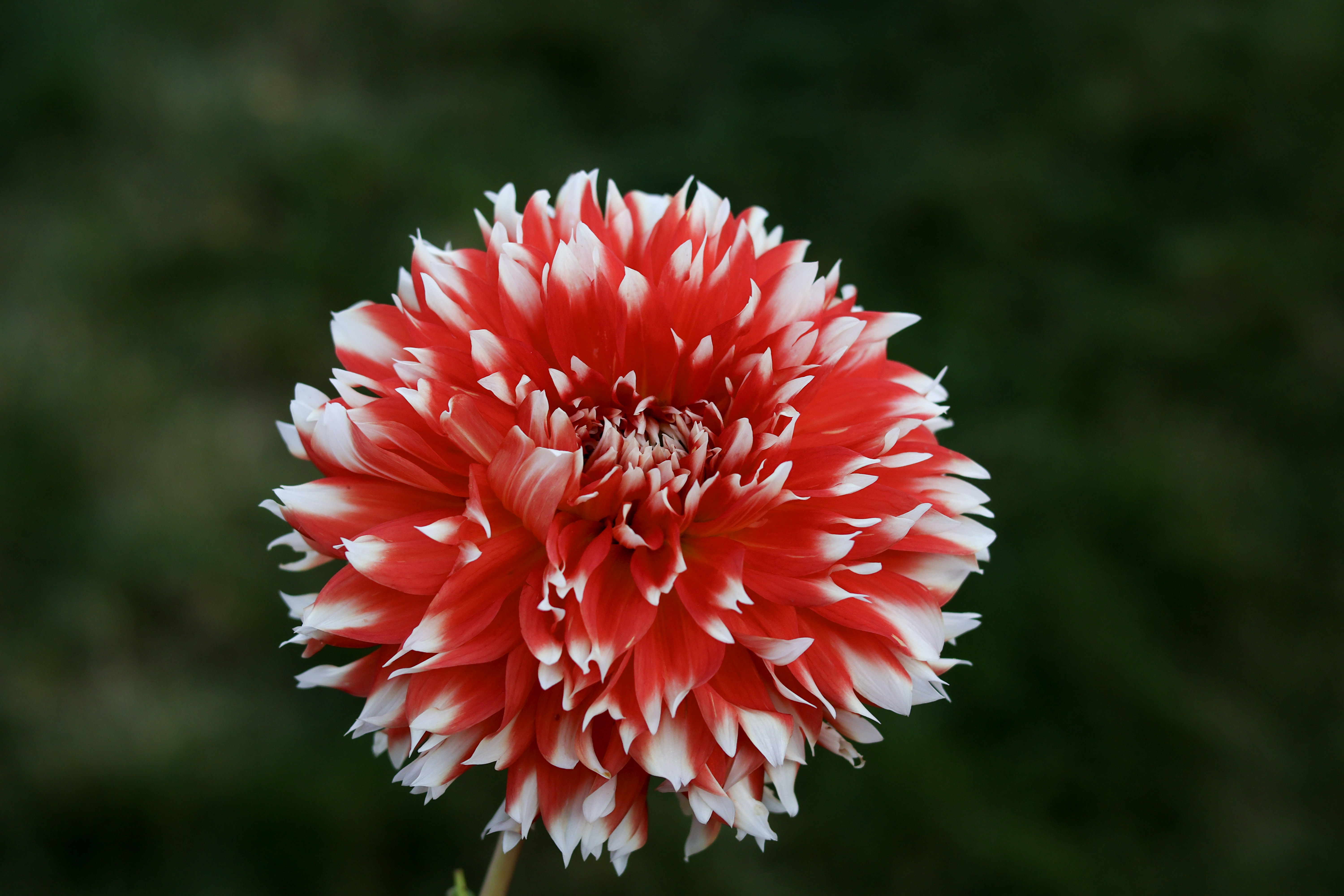 KA's Peppercorn dahlia