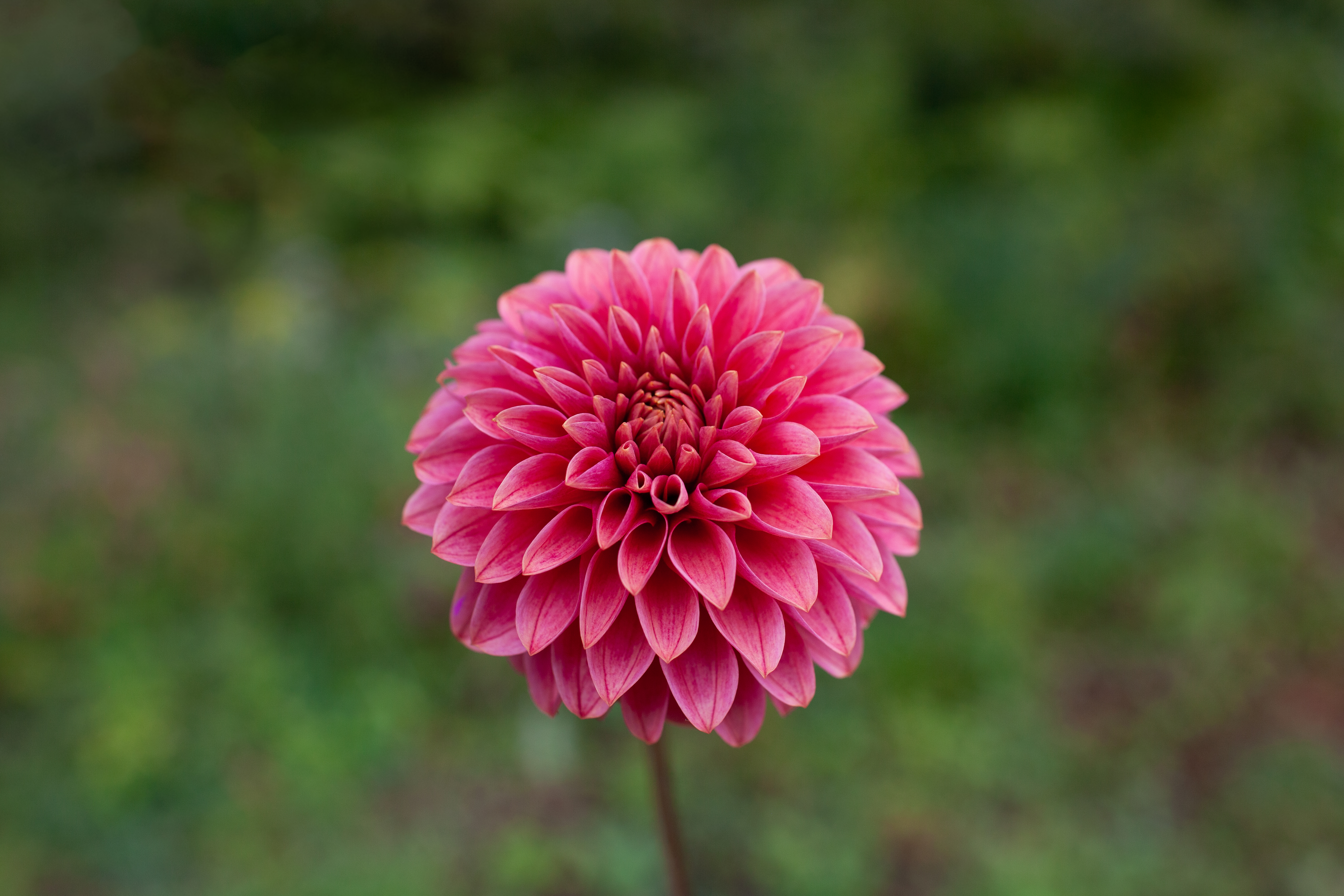 KA's Rosie Jo dahlia