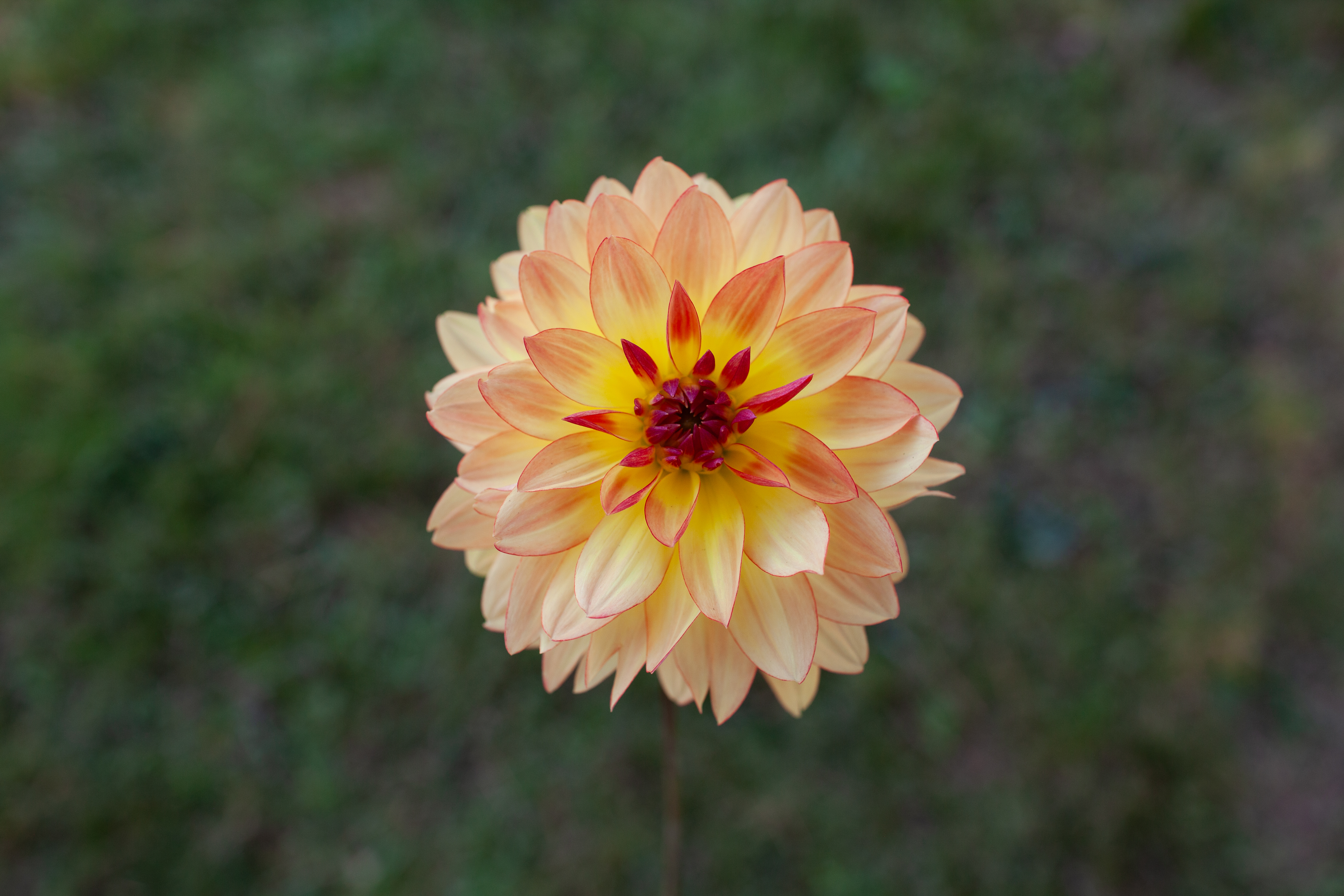 Keith H dahlia