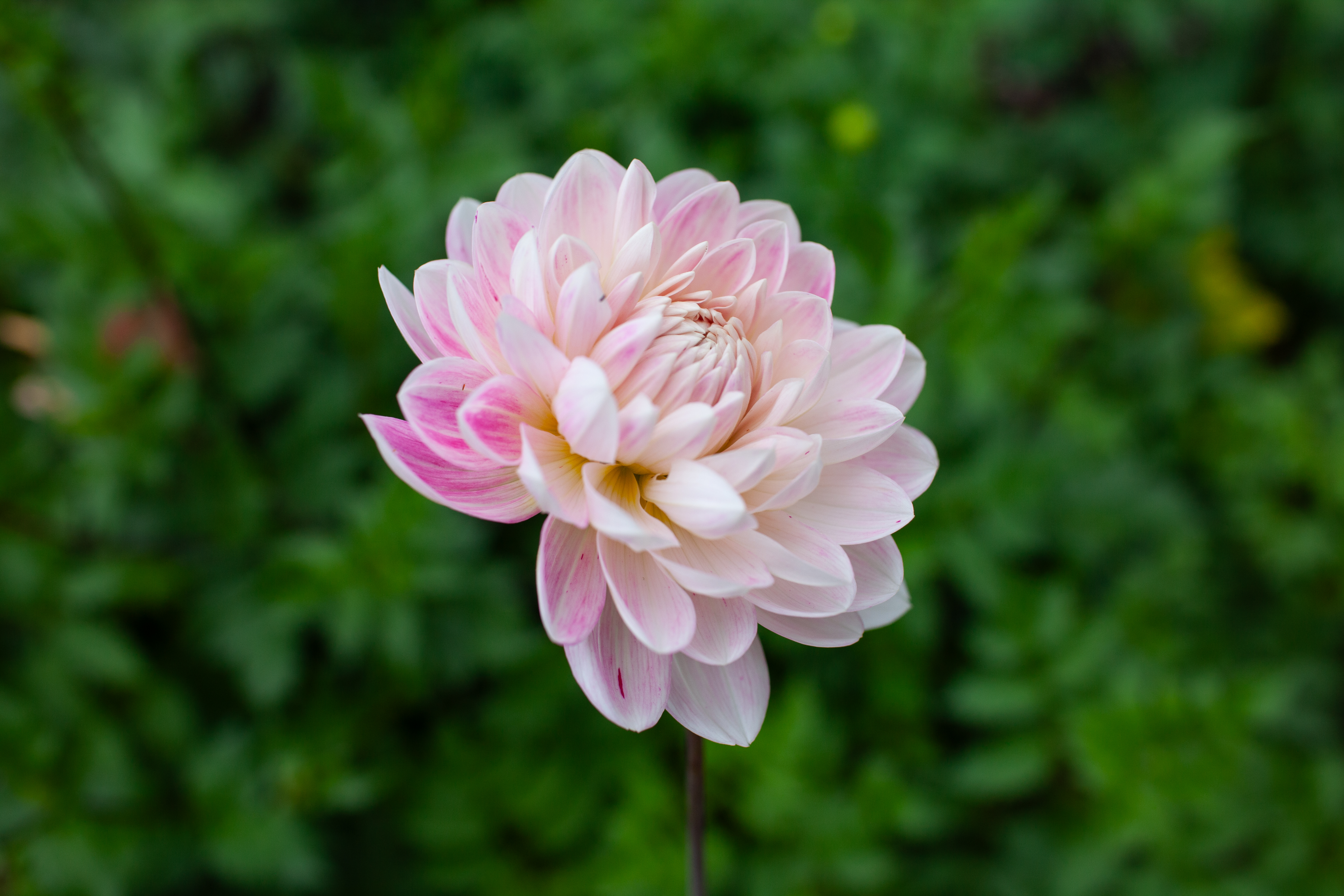 Kelgai Ann dahlia