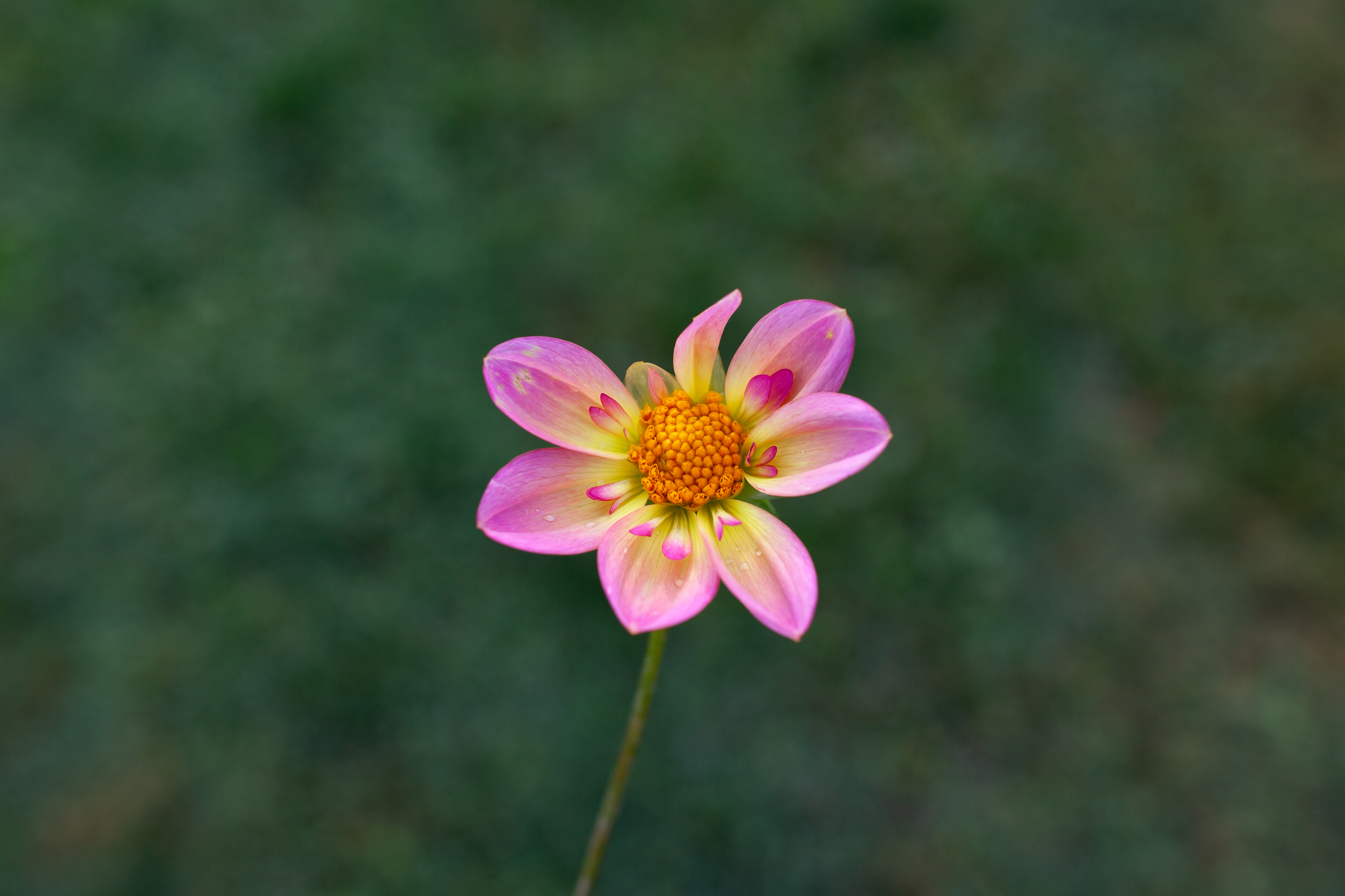 Kelsey Aria dahlia