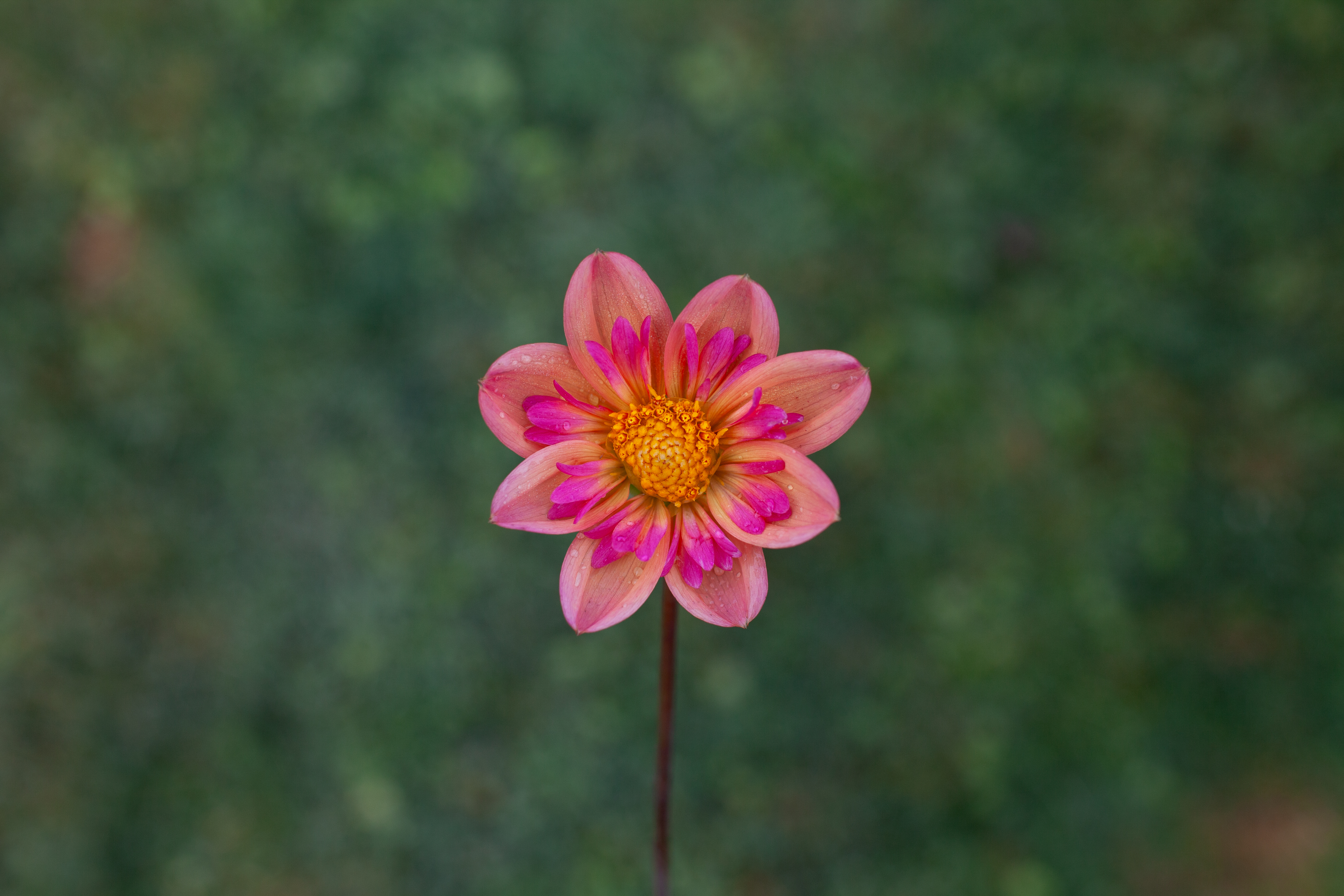 Kelsey Neahkahnie dahlia