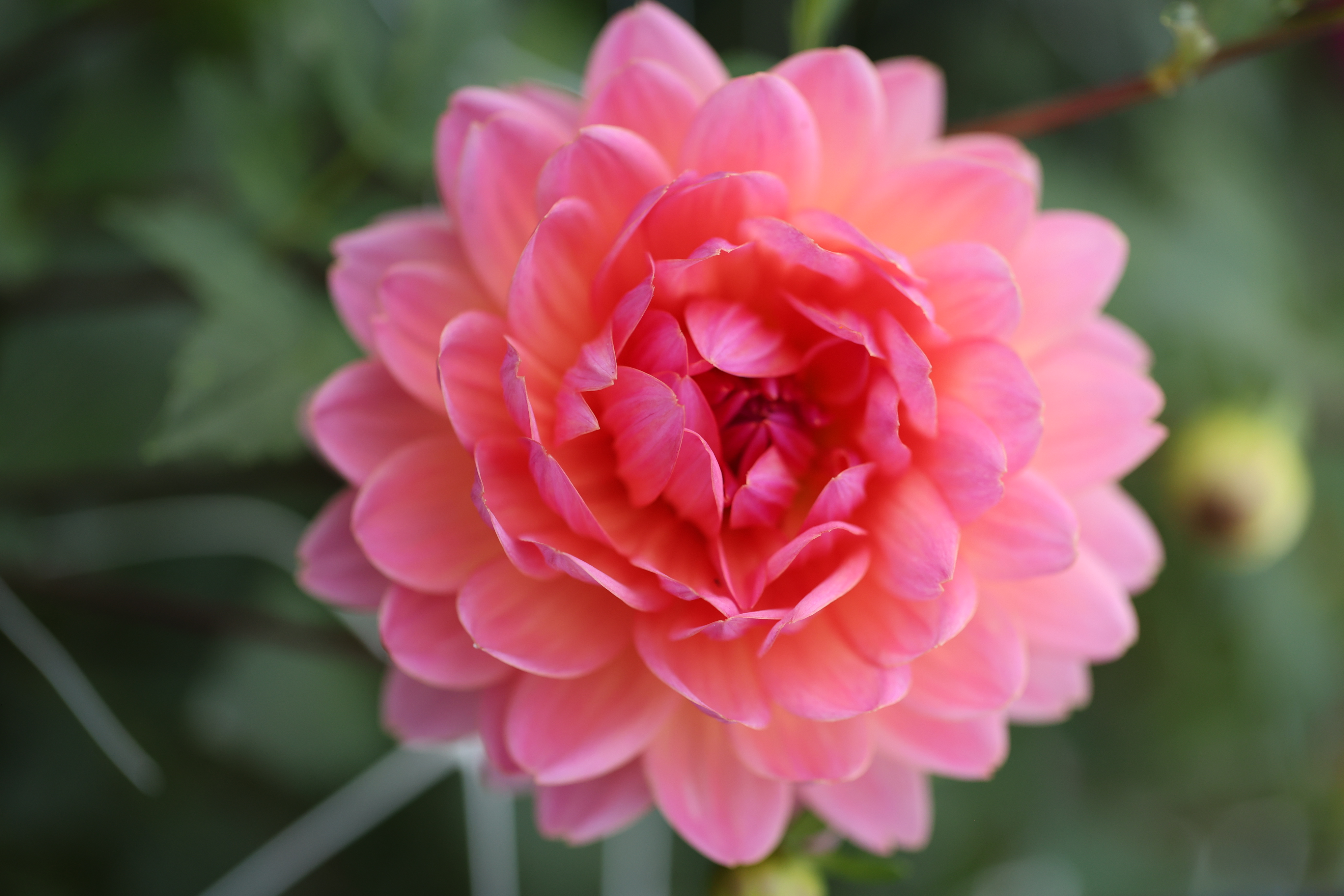 Ken's Rarity dahlia