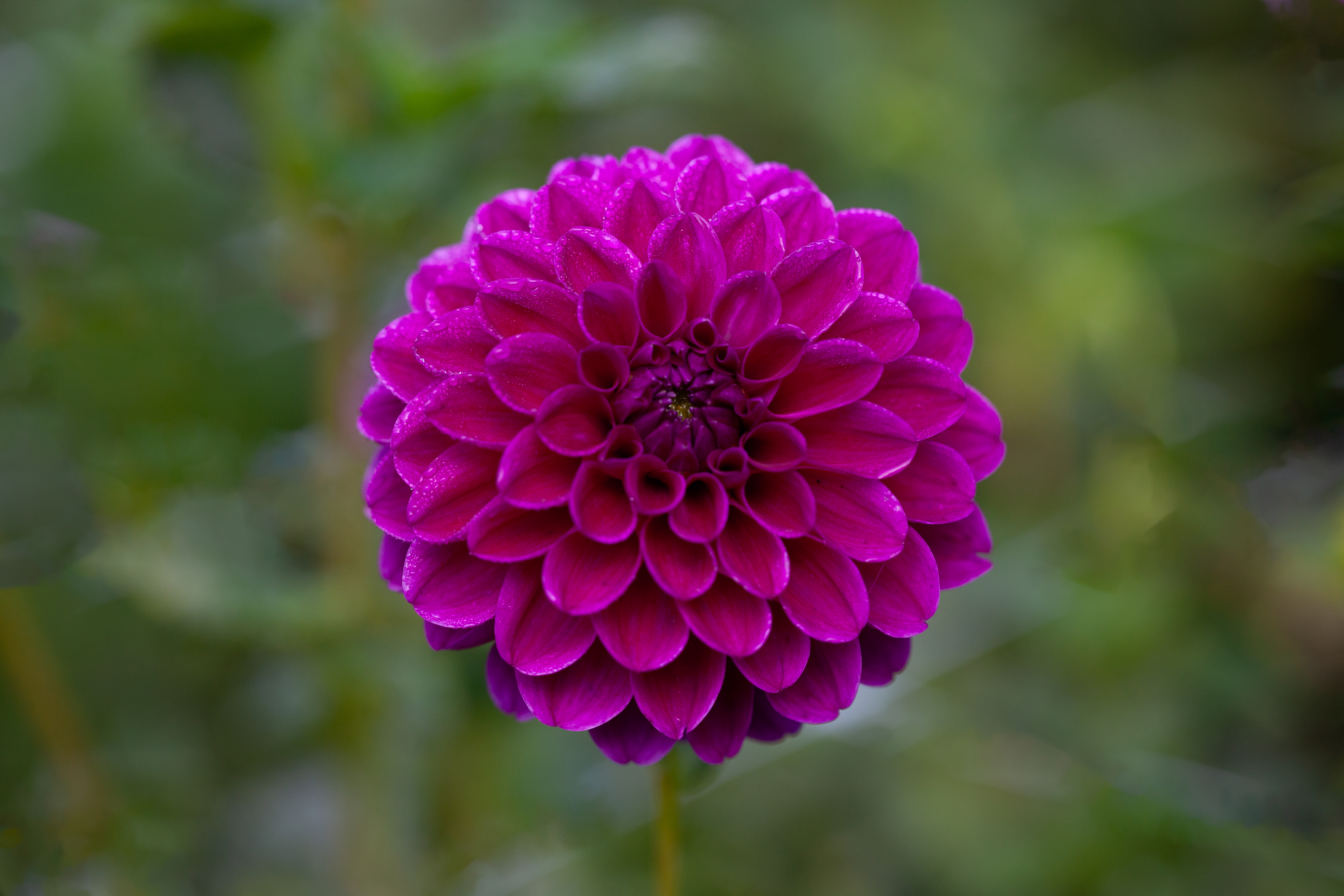 Kenora Amethyst dahlia