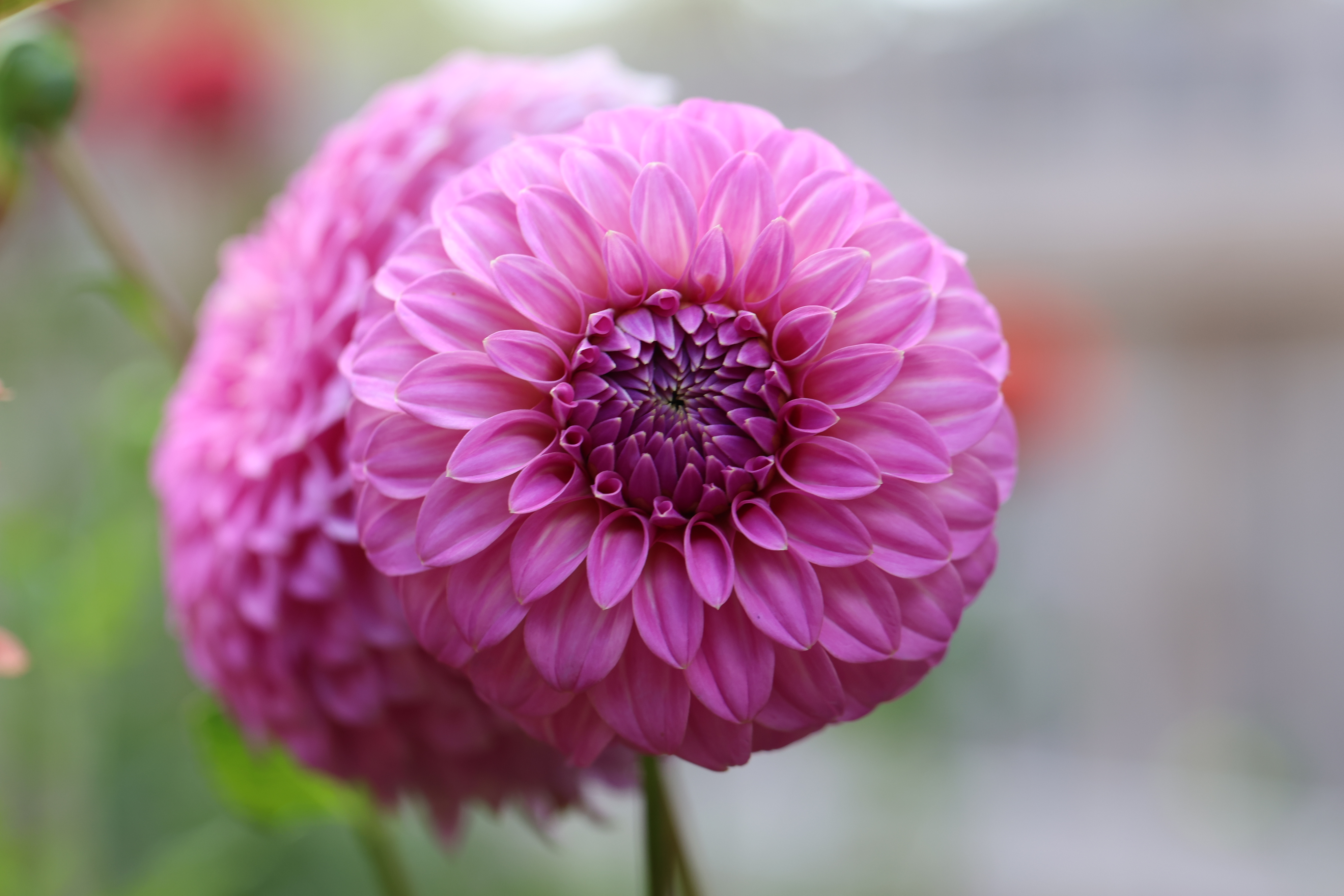 Kenora Tonya dahlia