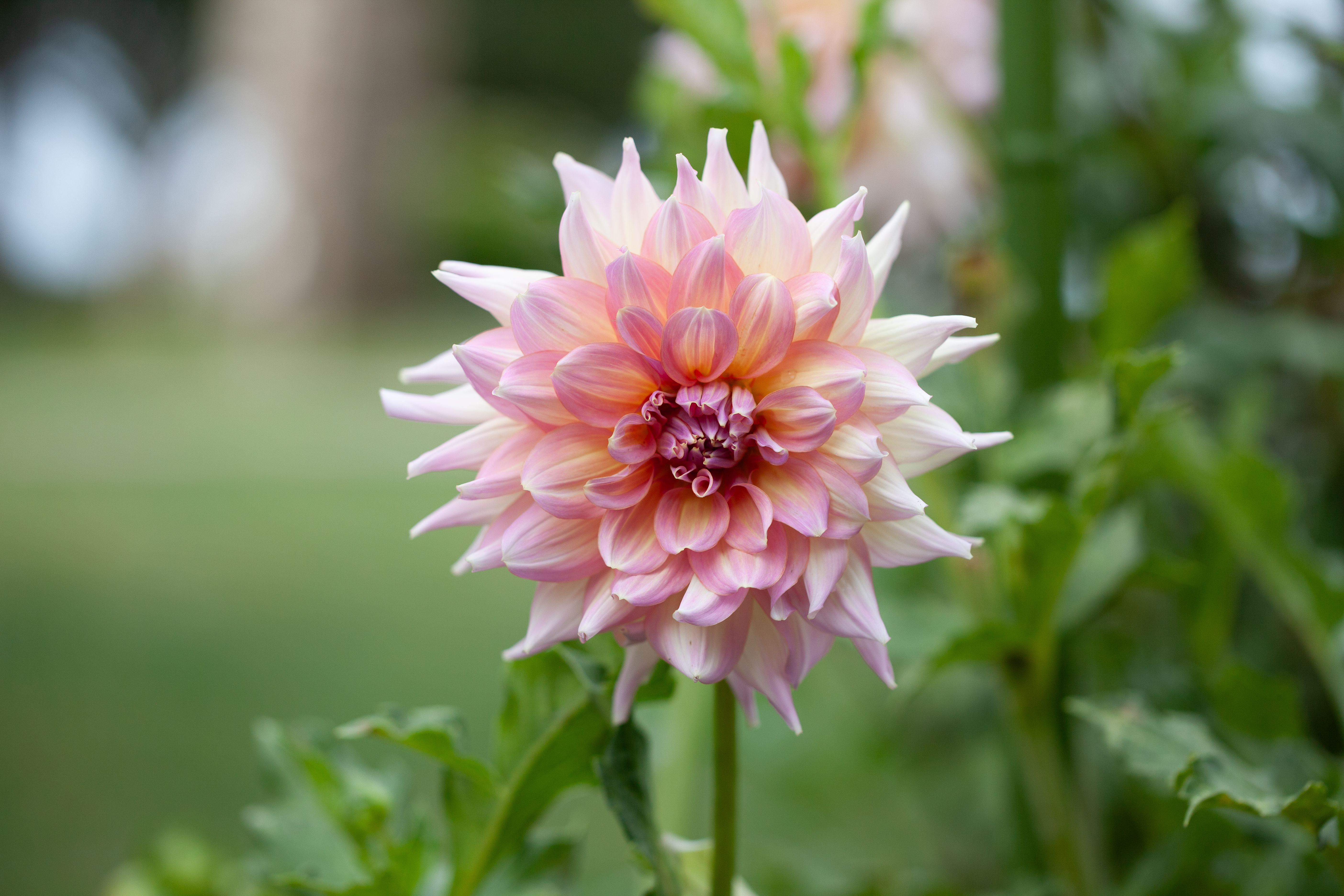 Kidd's Climax dahlia