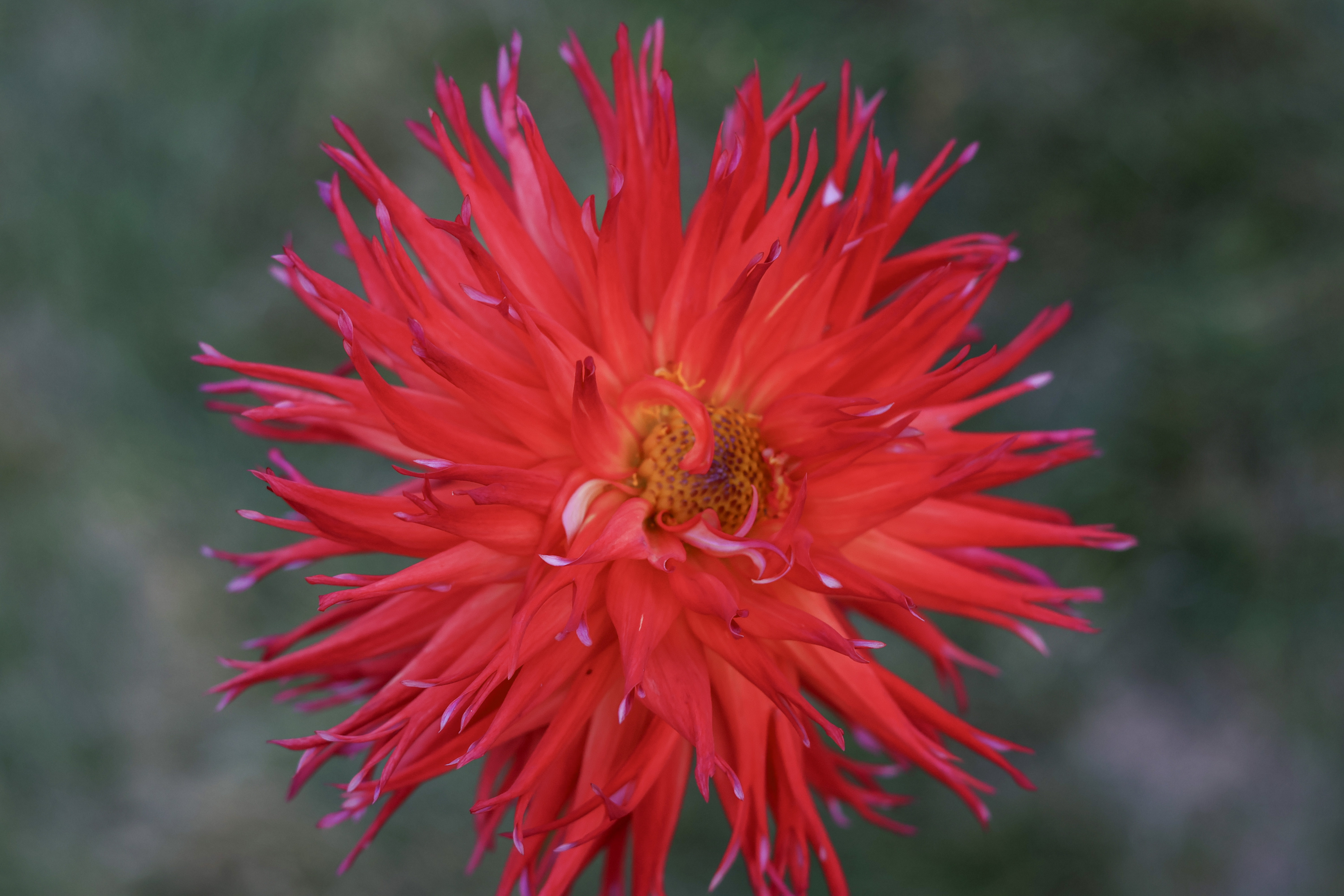 Knee Deep dahlia