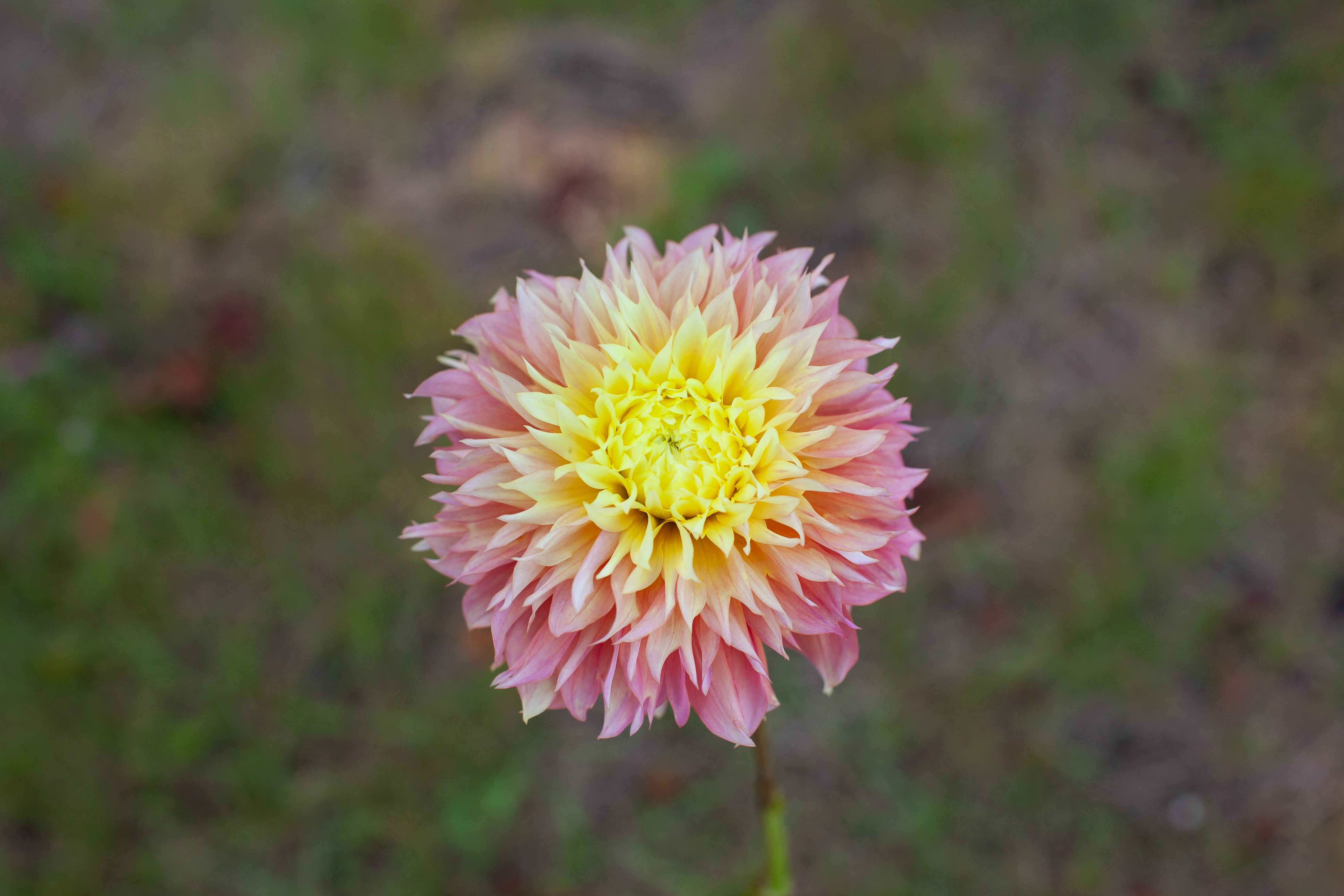 Kogane Fubuki dahlia