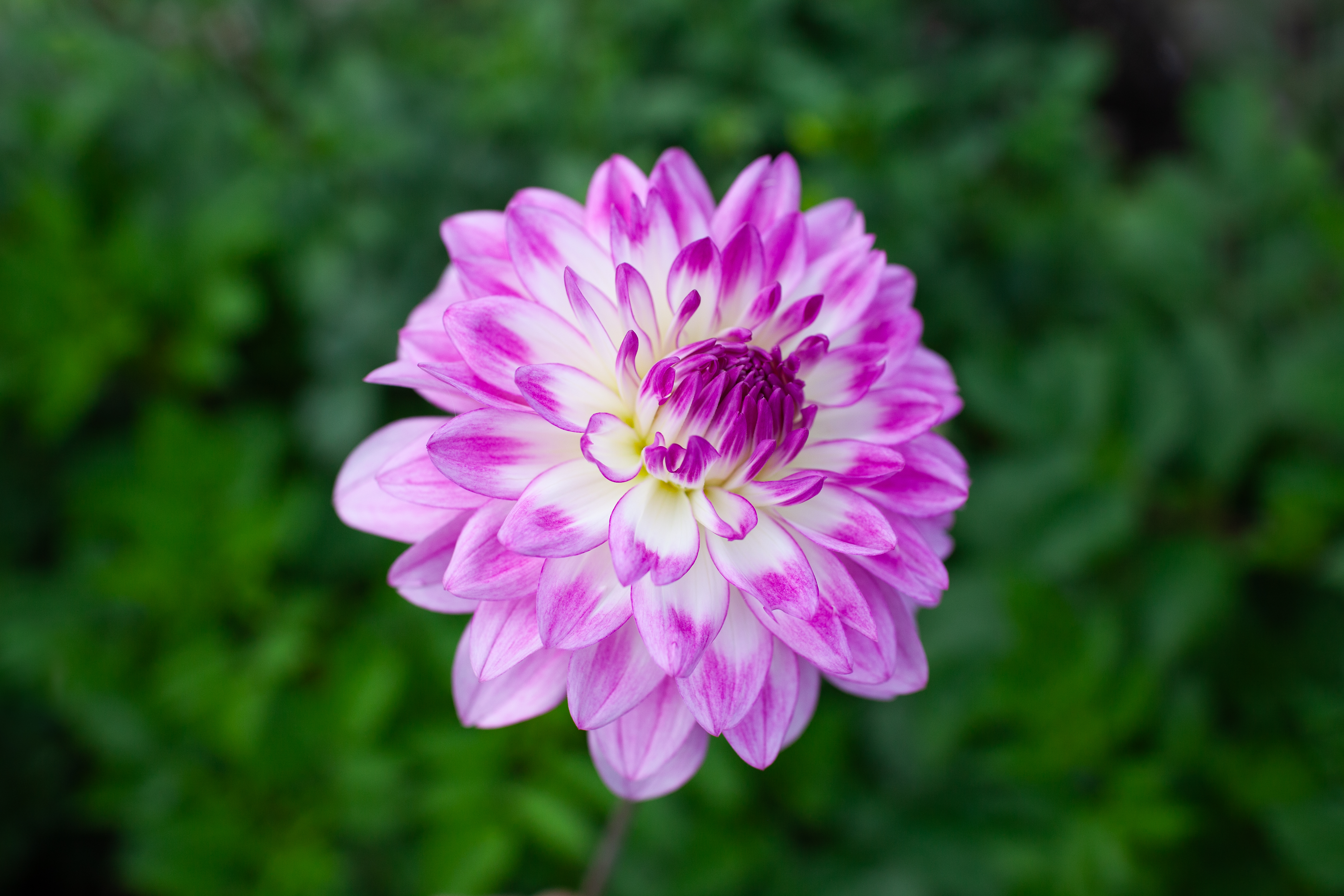 Korb Summer Gala dahlia