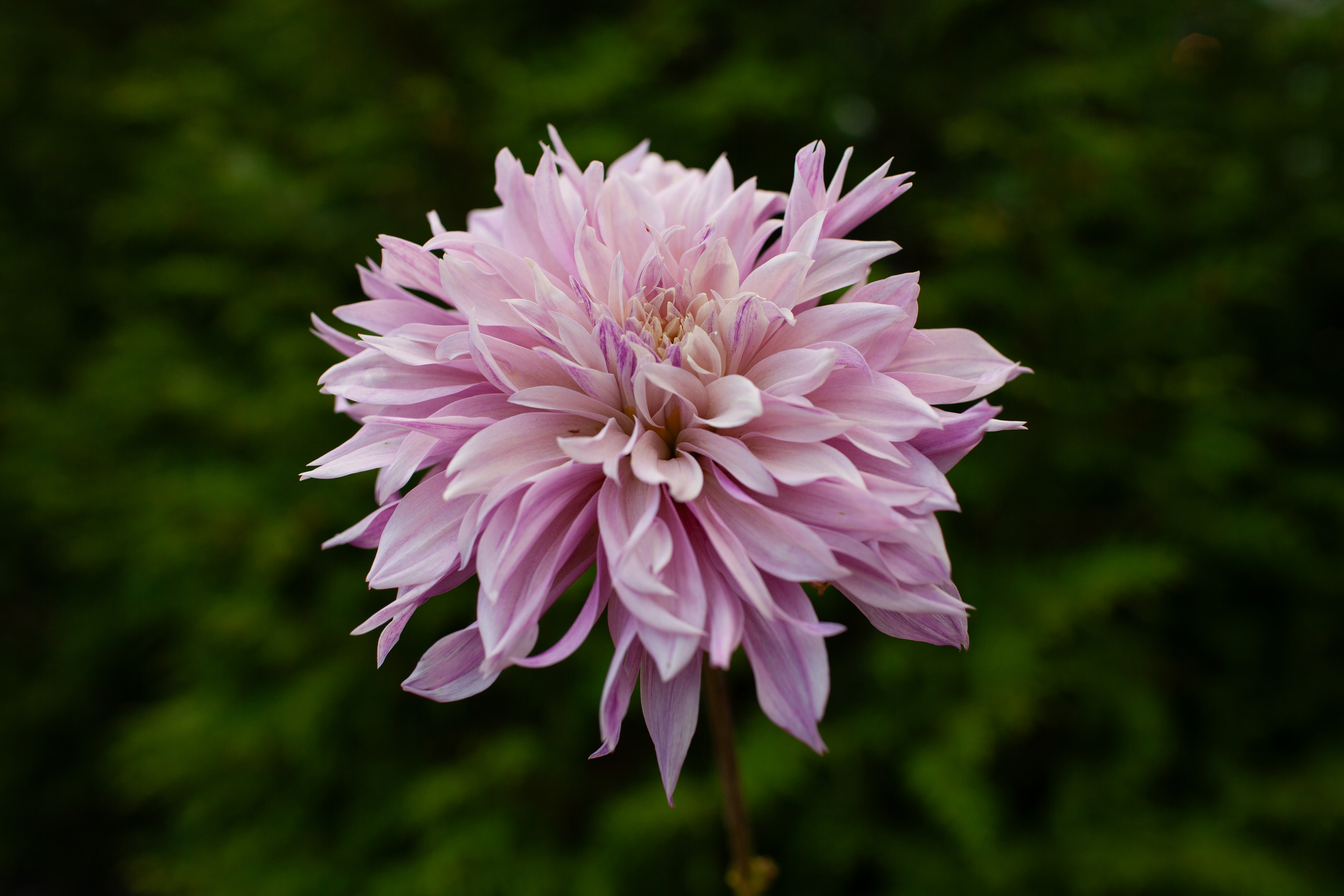 Labyrinth Two-Tone dahlia