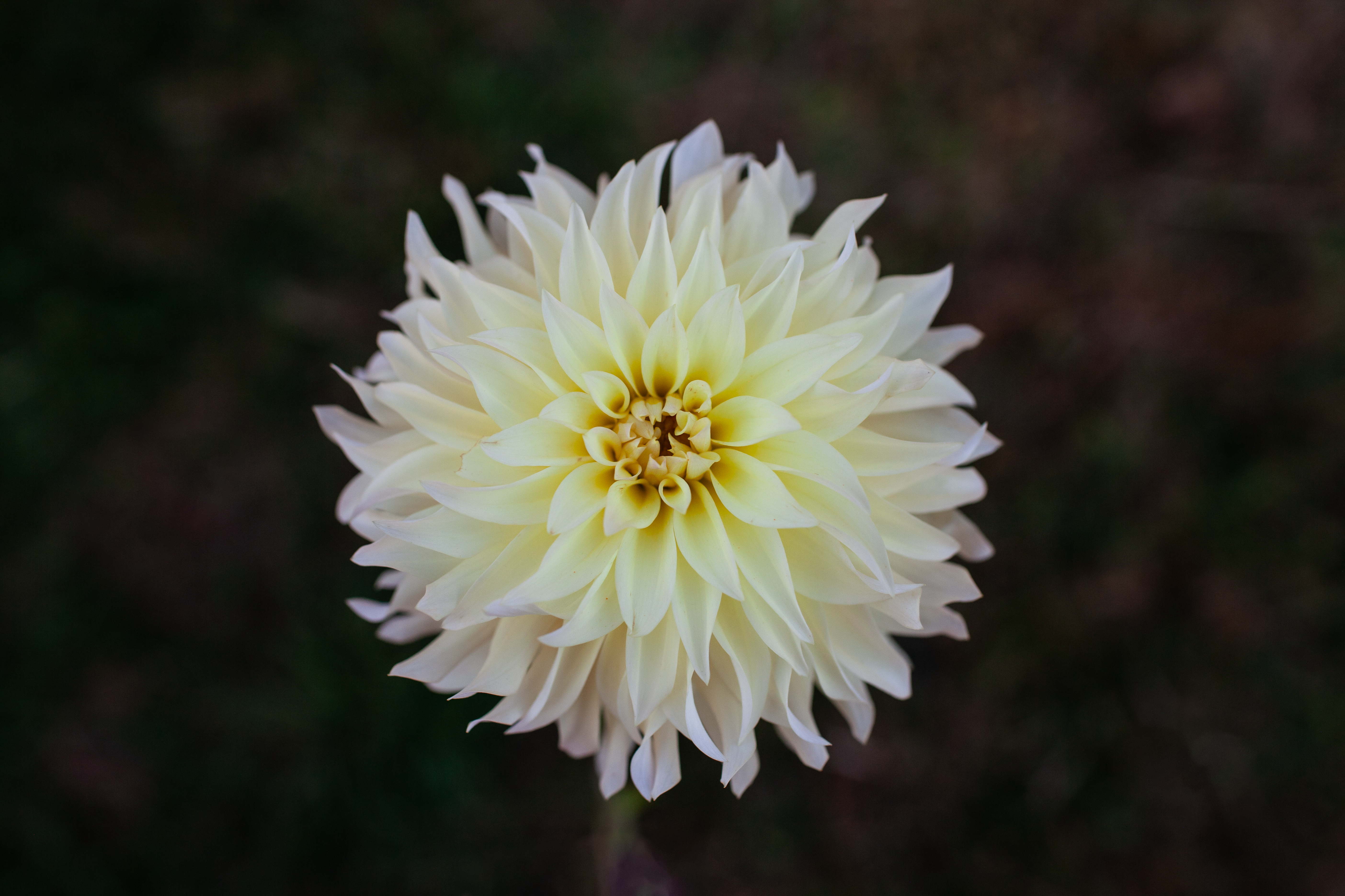 Lakeview Blush dahlia