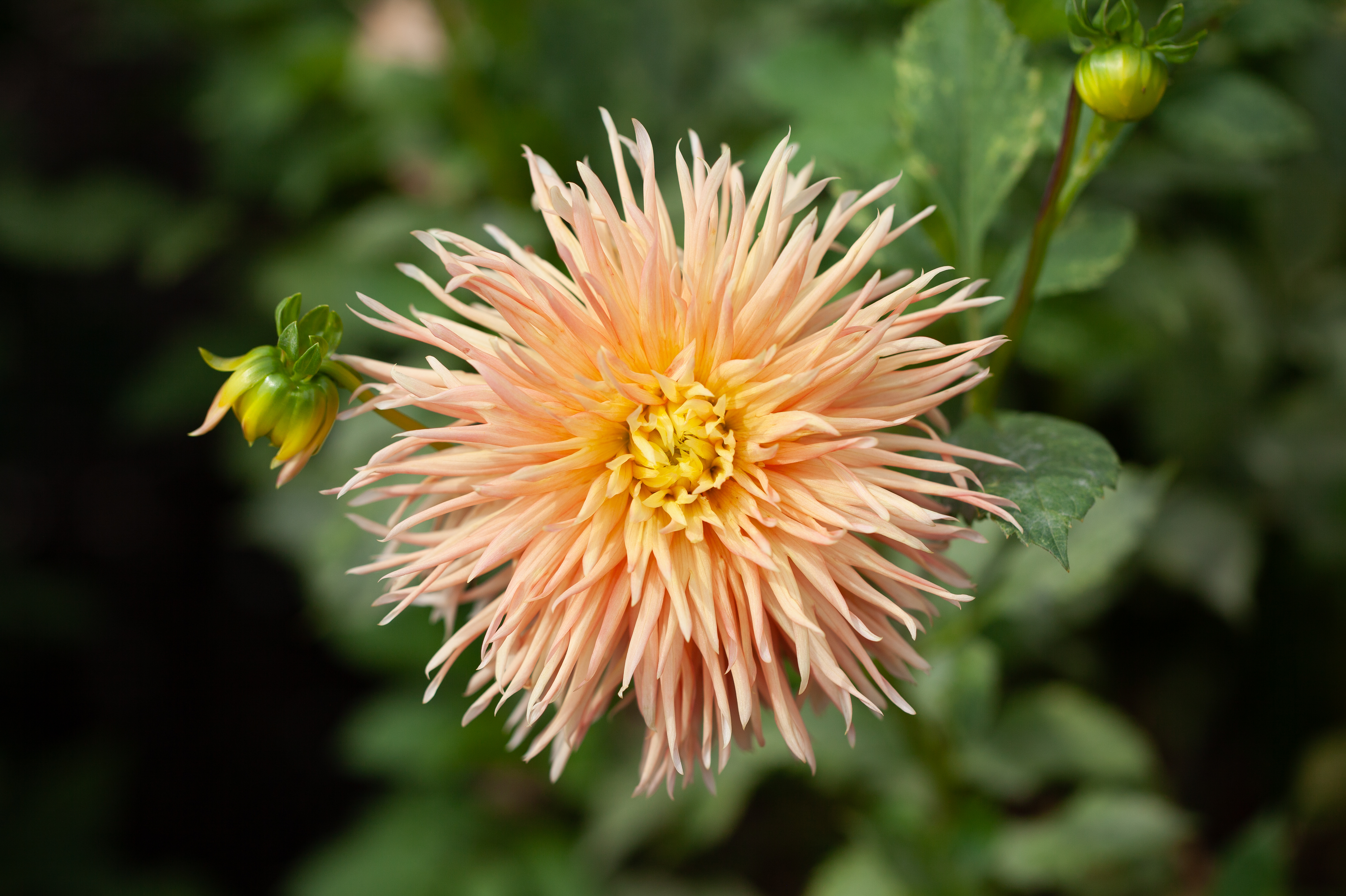Lakeview Kaboom dahlia