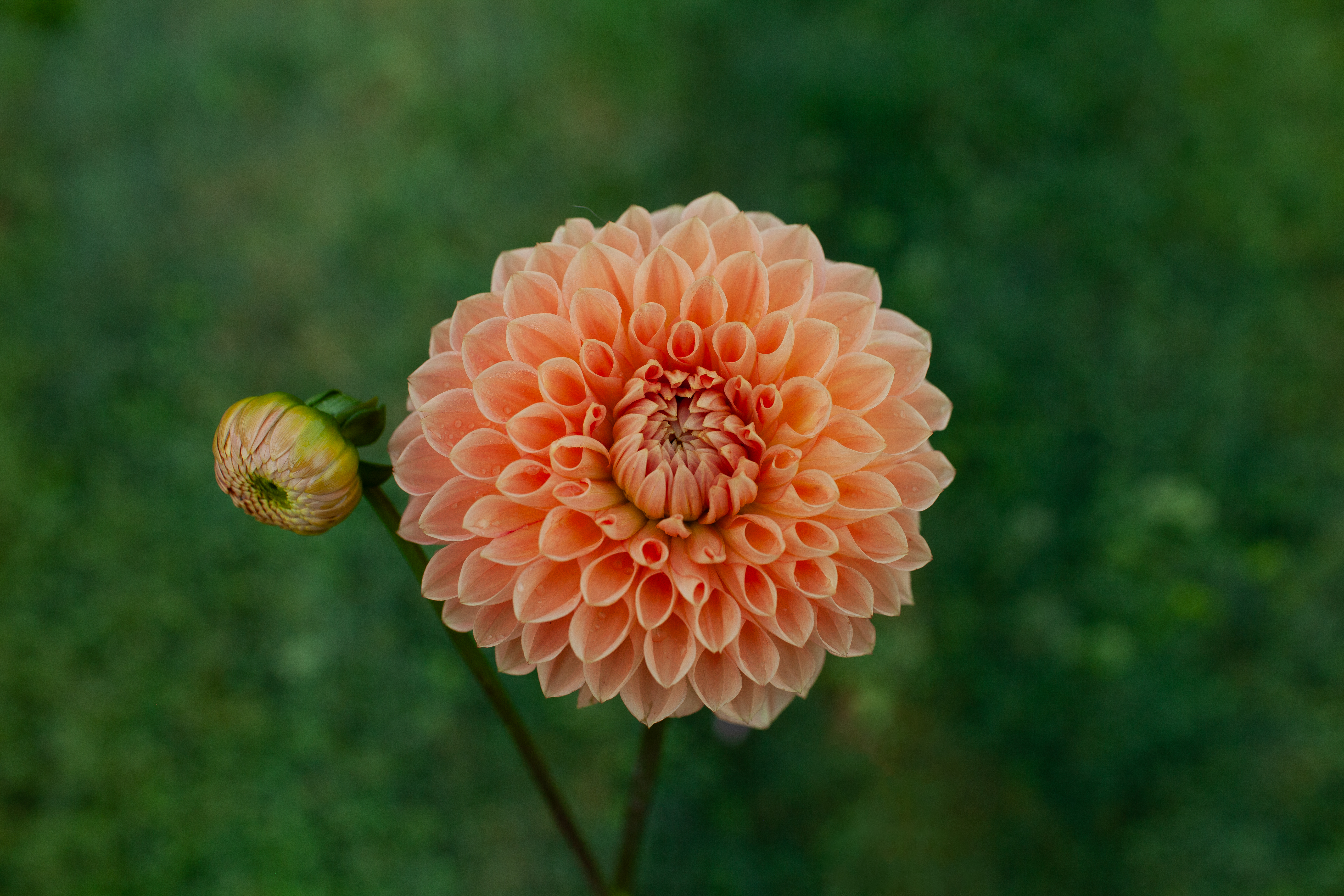 Lakeview Lady dahlia