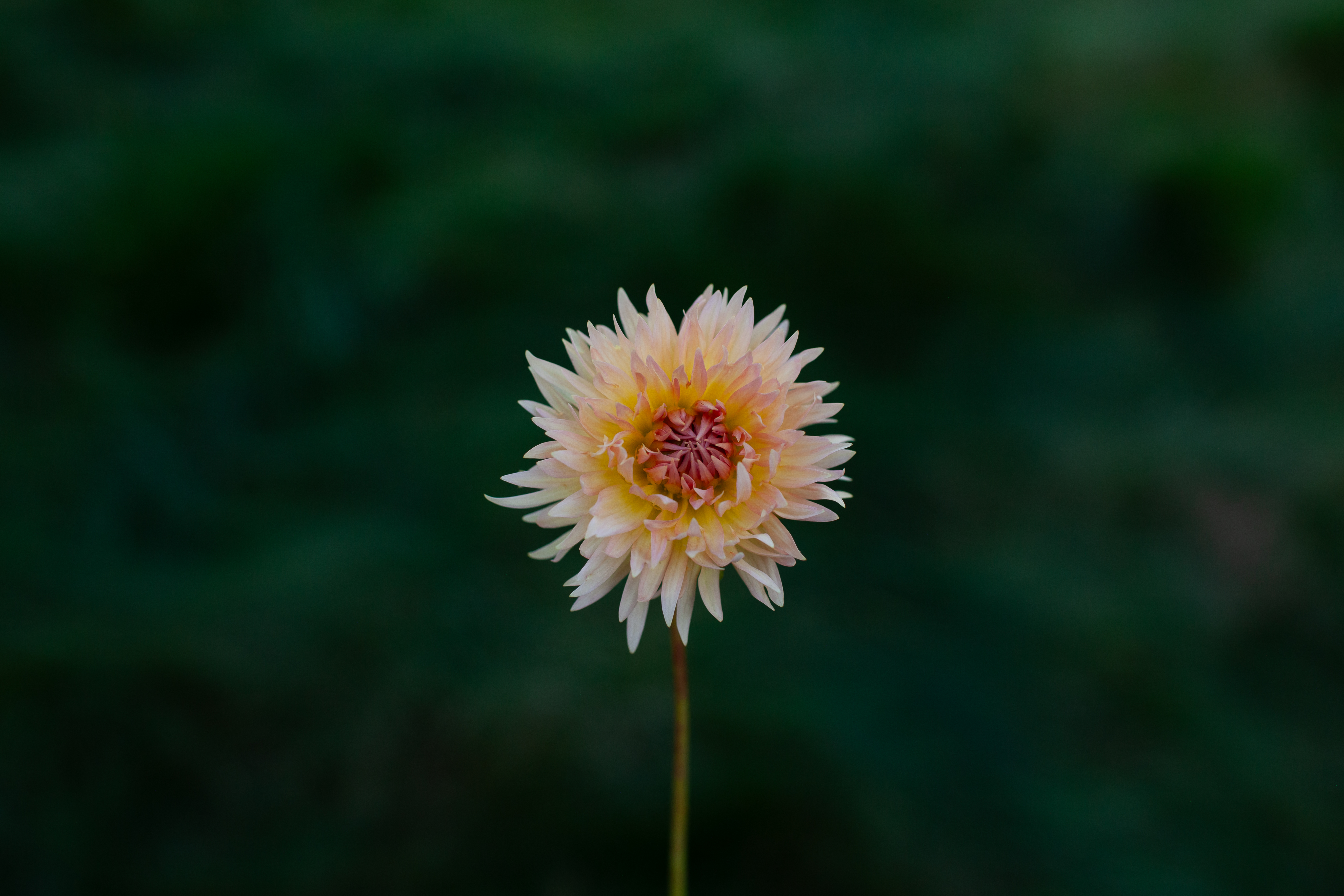 Lakeview Peach Fuzz dahlia