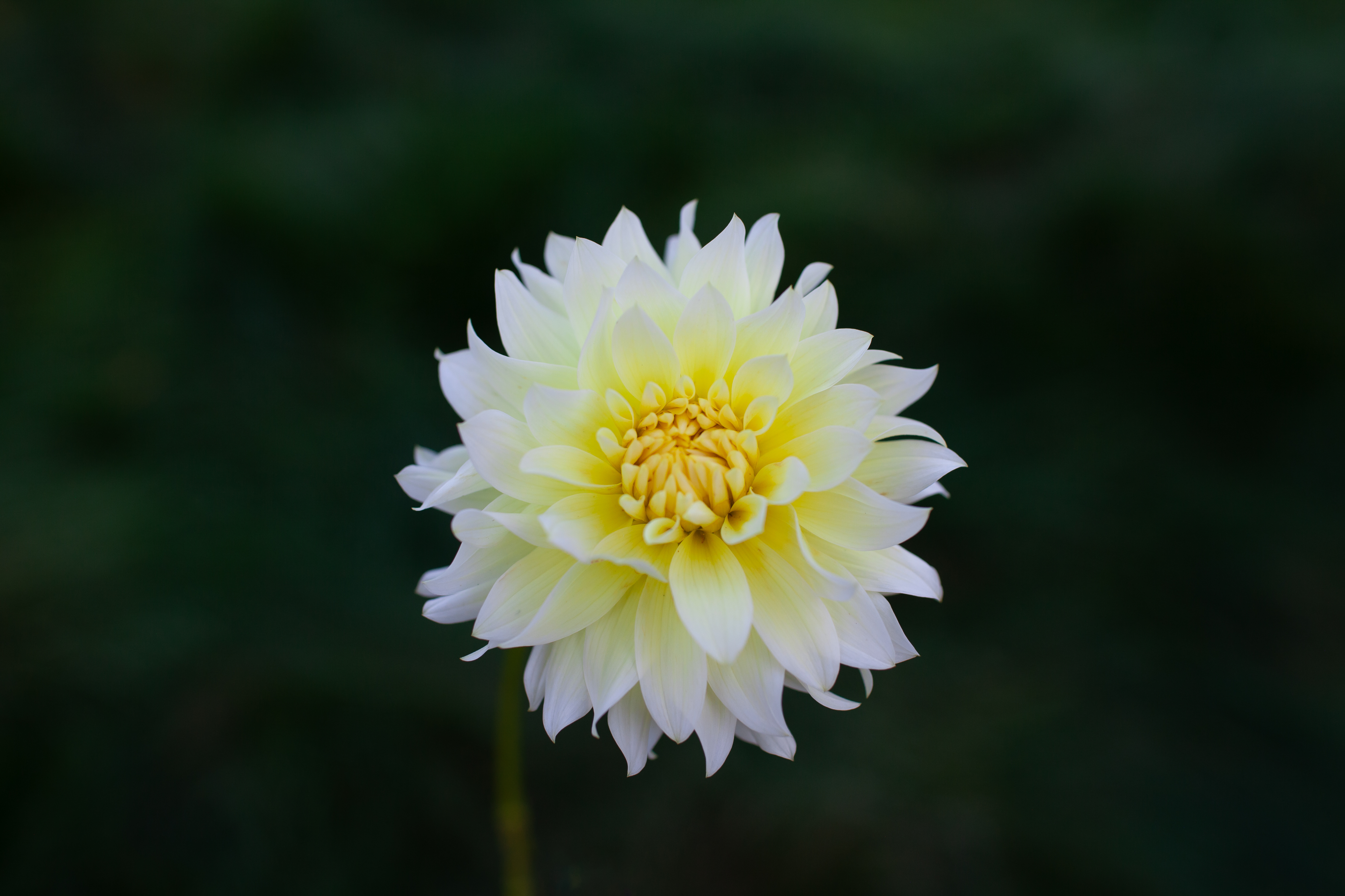 La Luna dahlia