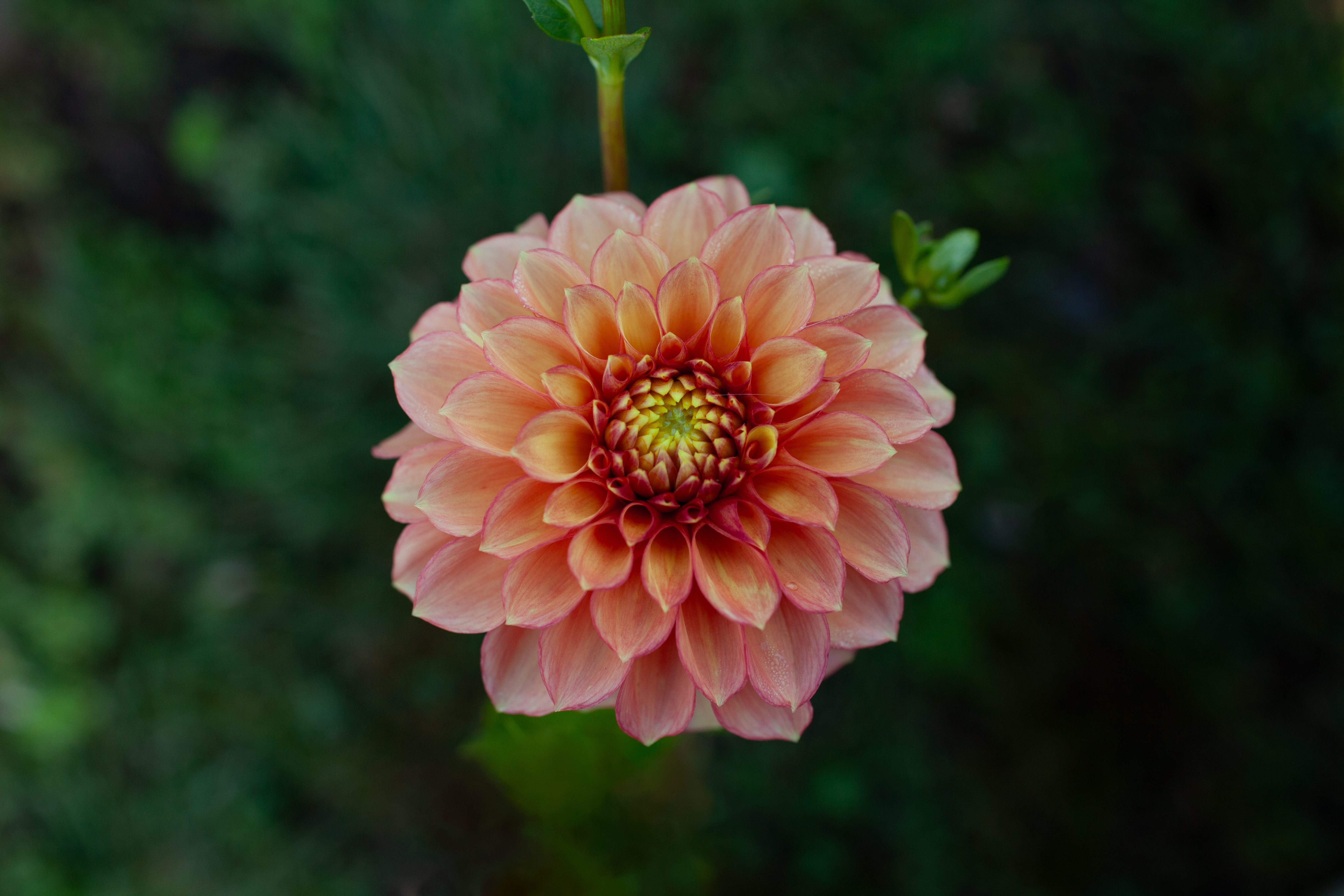 Lakeview Lucky dahlia