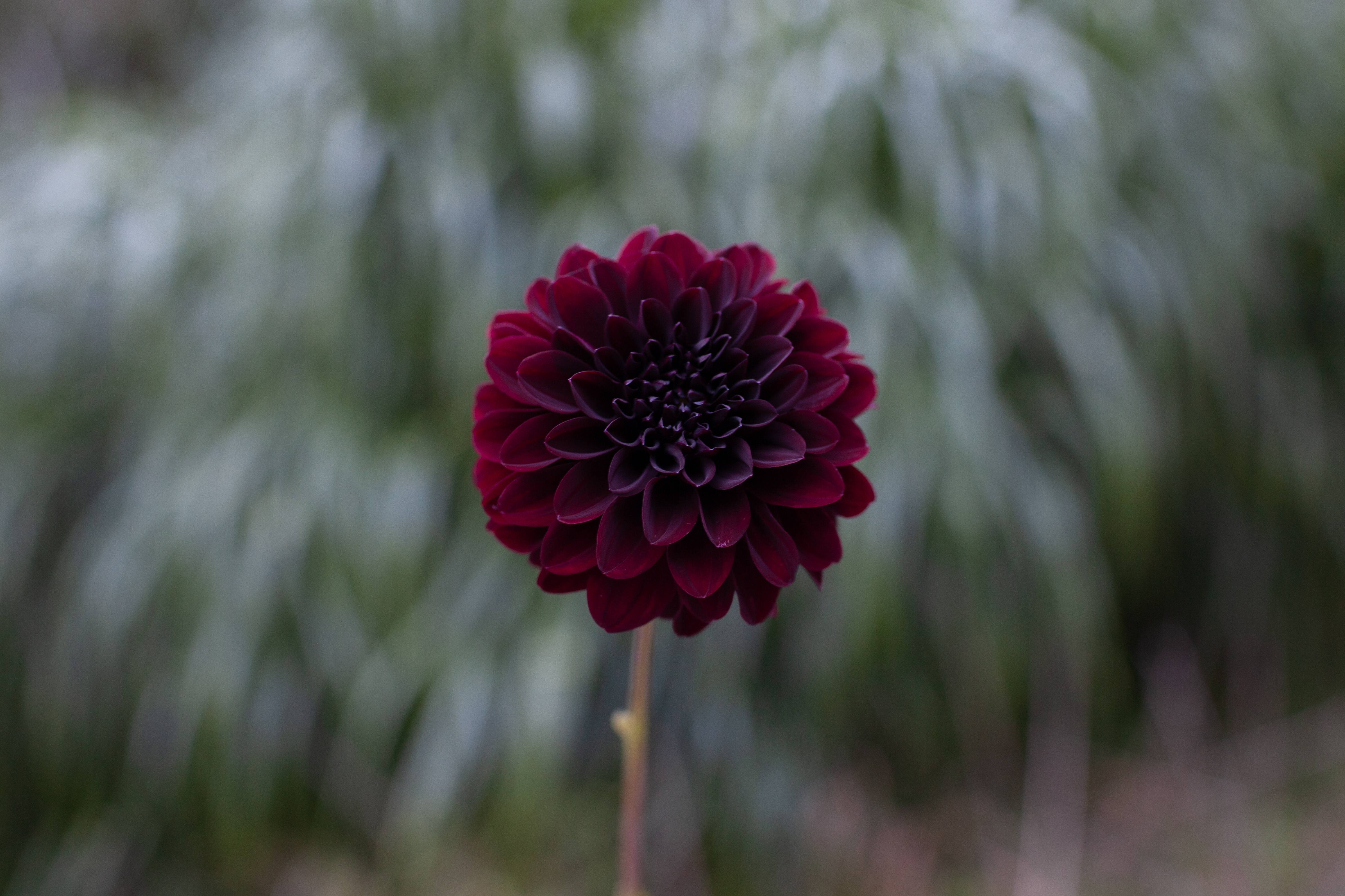 La Recoleta dahlia