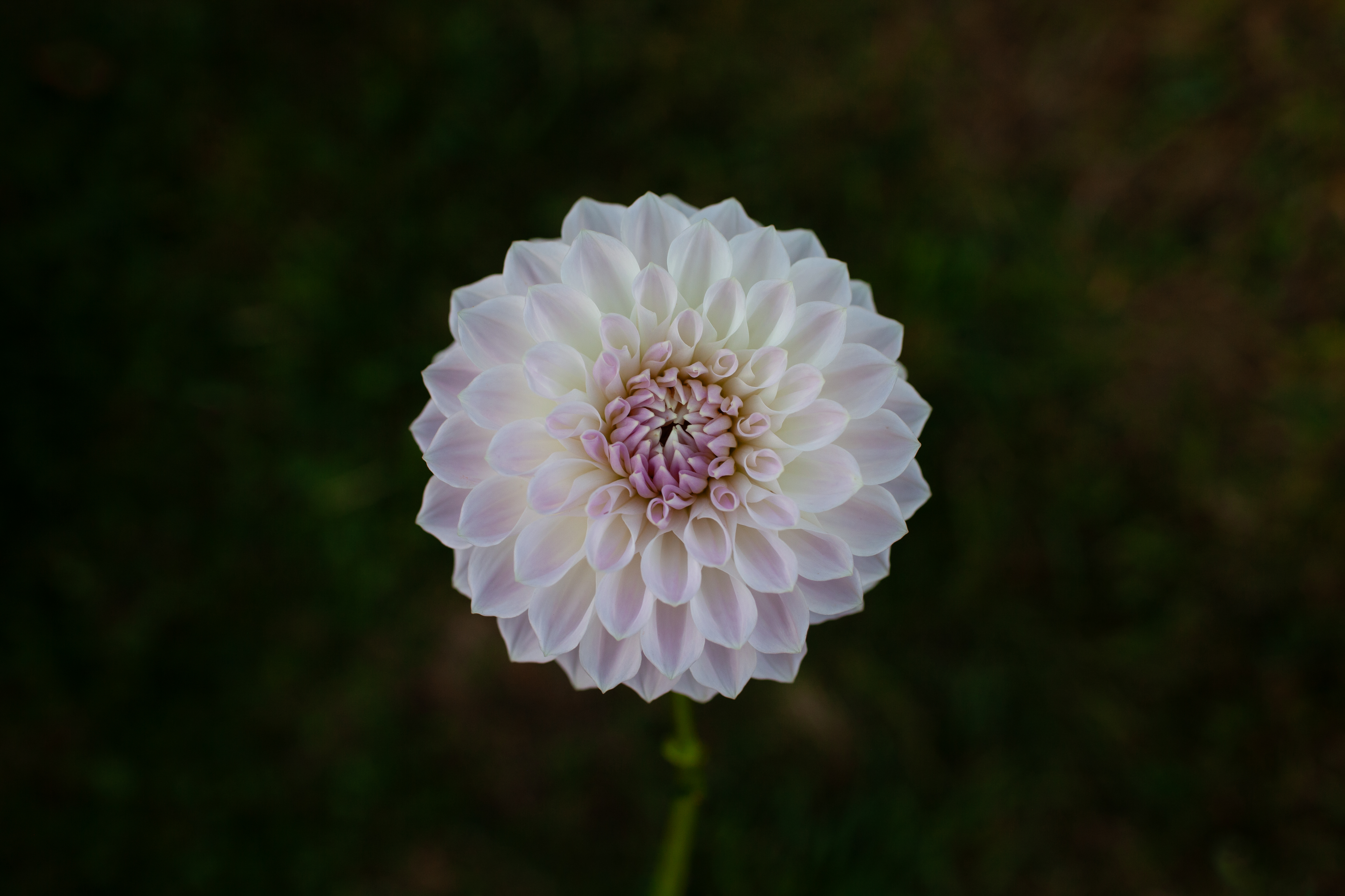 Lakeview Premier dahlia