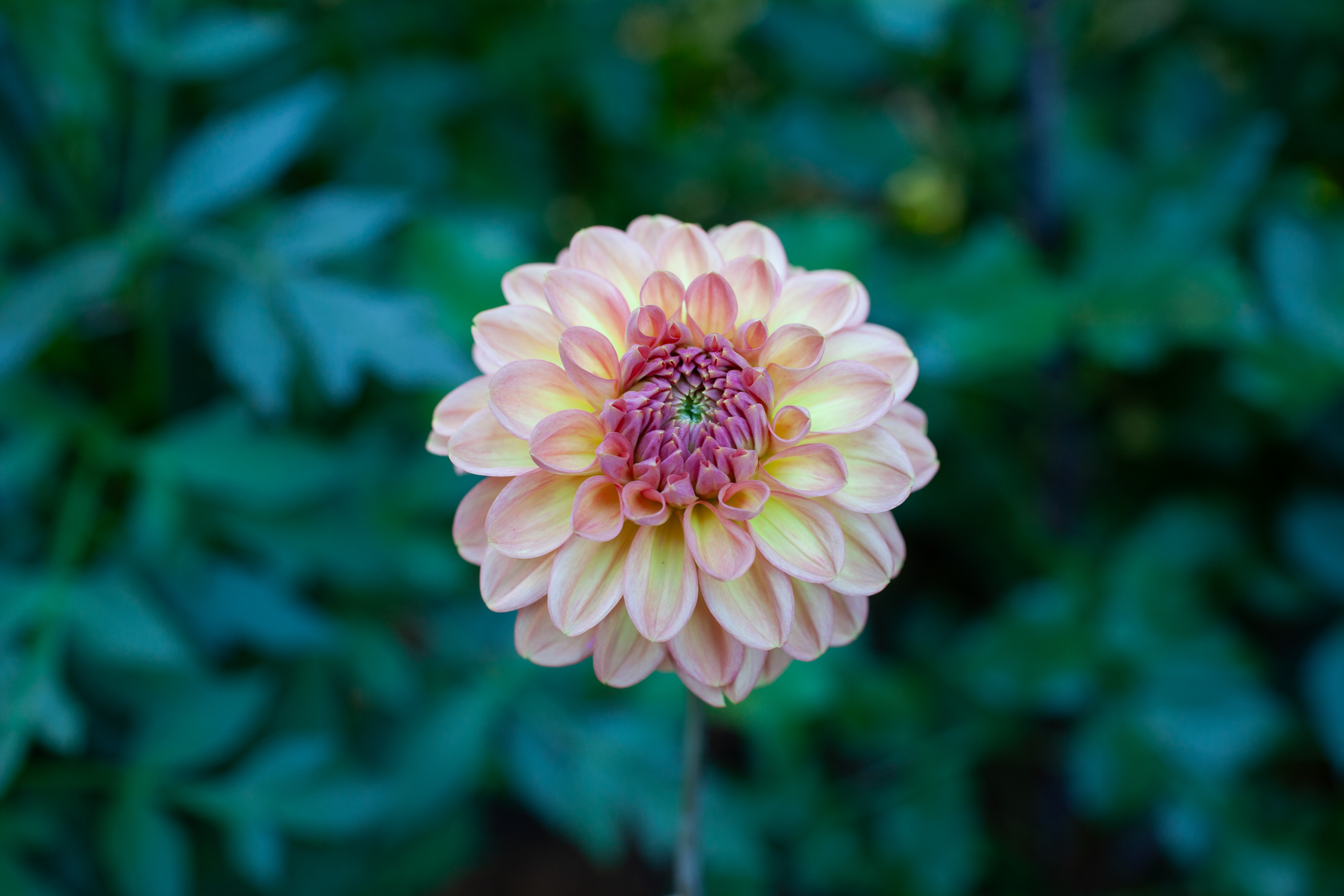 Lark's Ebbe dahlia