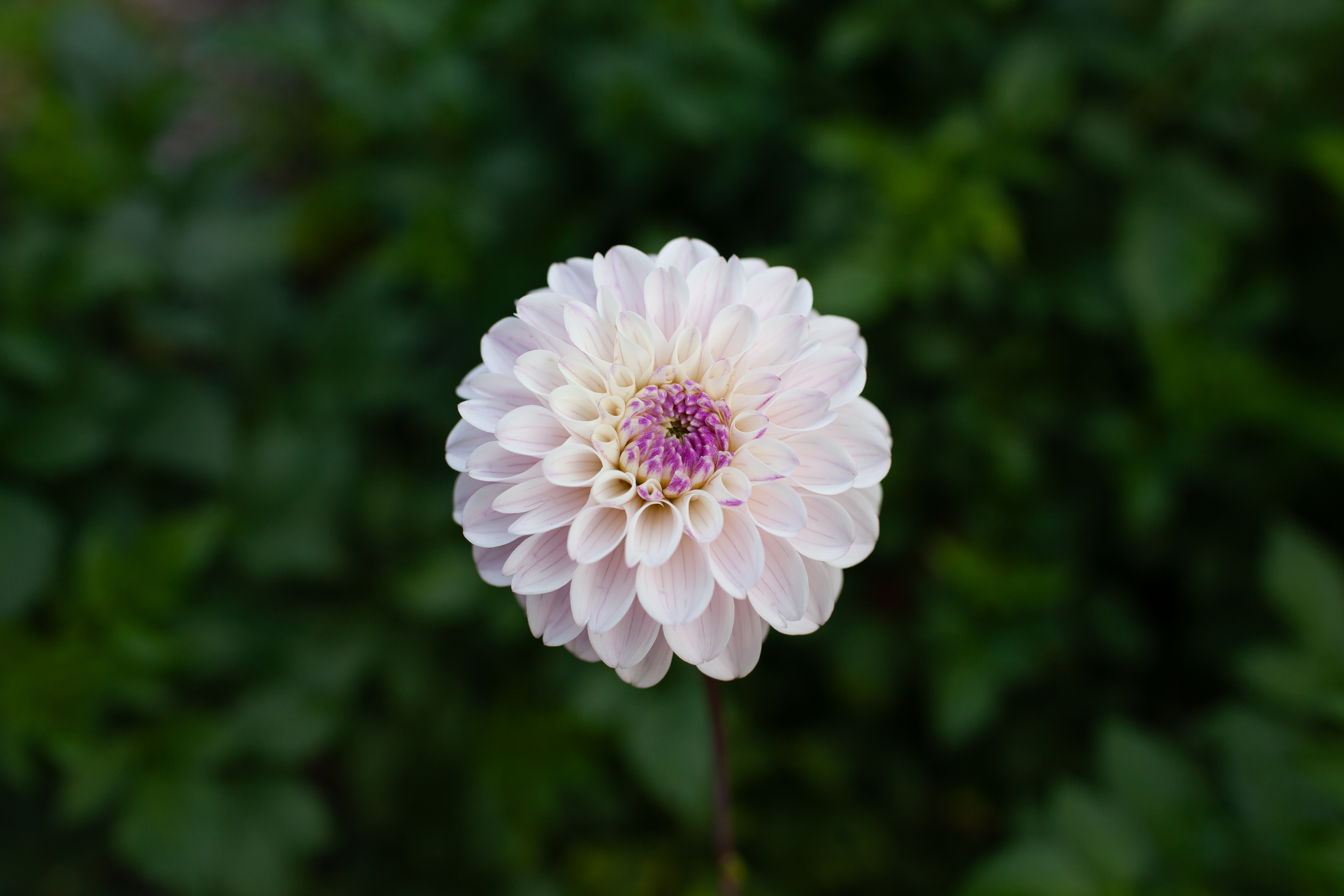 Last Dance dahlia