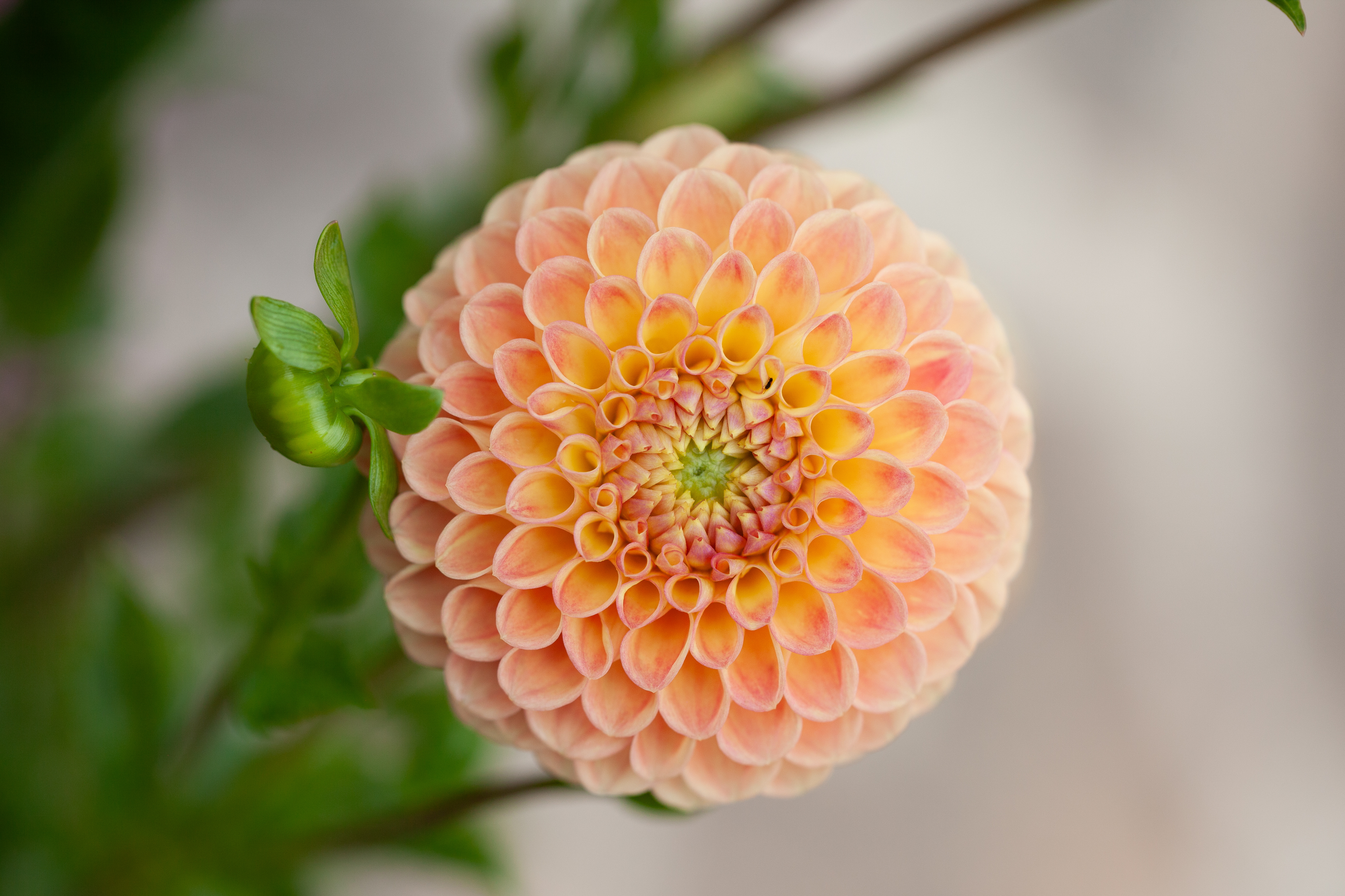 L.A.T.E dahlia